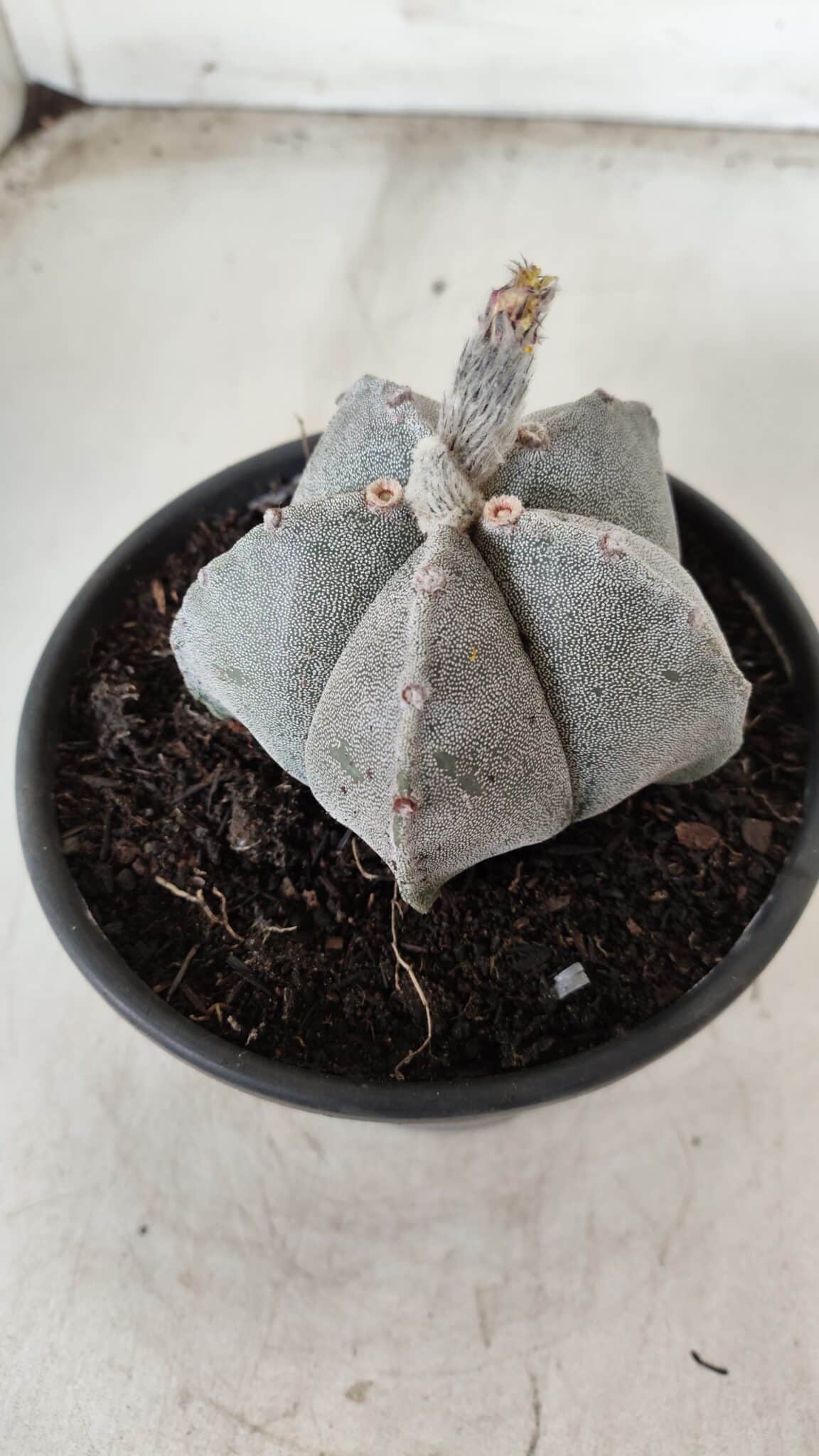 ASTROPHYTUM MYRIOSTIGMA Nº 621 – vaso 15