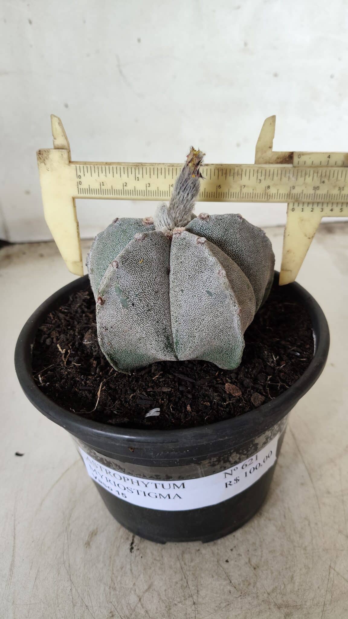 ASTROPHYTUM MYRIOSTIGMA Nº 621 – vaso 15