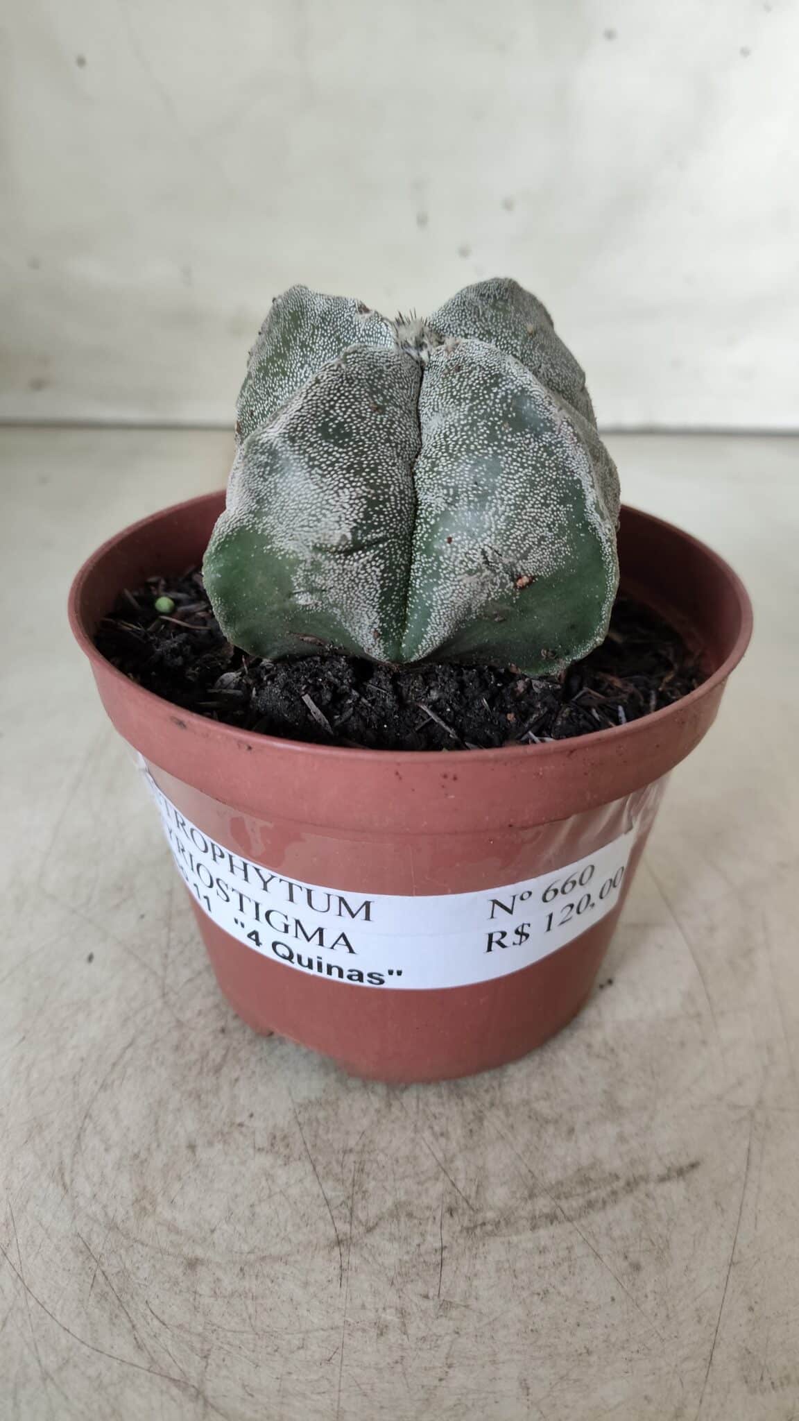 ASTROPHYTUM MYRIOSTIGMA "4 Quinas" Nº 660 – vaso 11