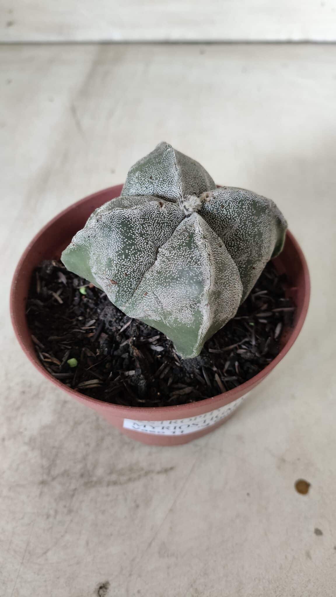 ASTROPHYTUM MYRIOSTIGMA "4 Quinas" Nº 660 – vaso 11