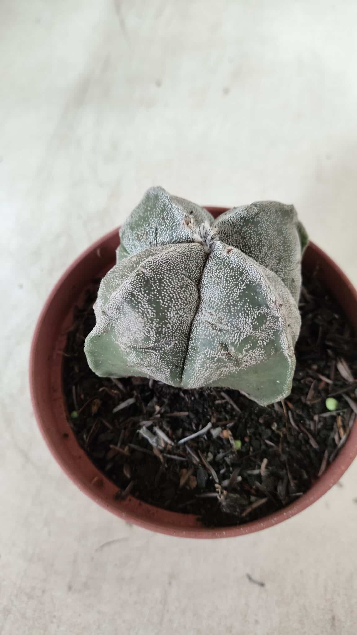 ASTROPHYTUM MYRIOSTIGMA "4 Quinas" Nº 660 – vaso 11