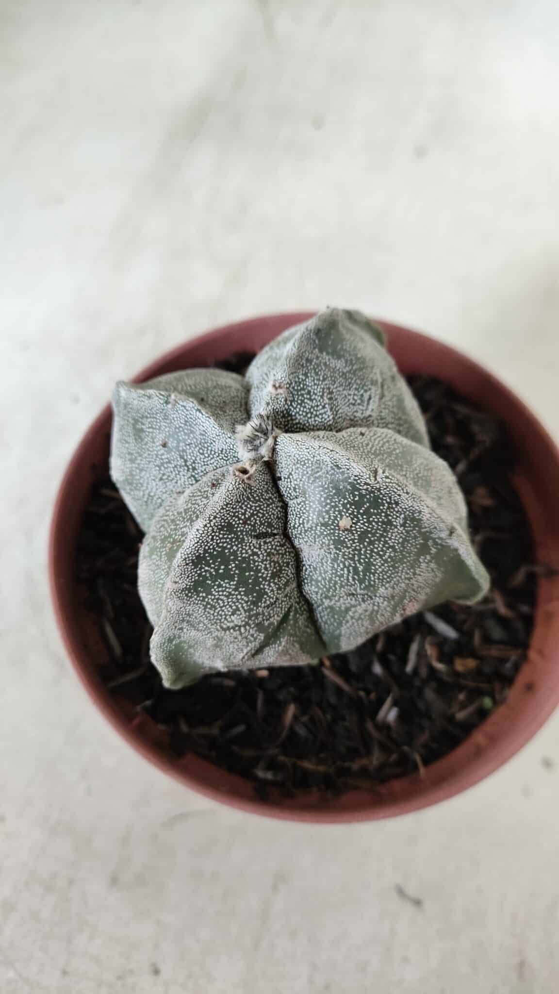 ASTROPHYTUM MYRIOSTIGMA "4 Quinas" Nº 660 – vaso 11