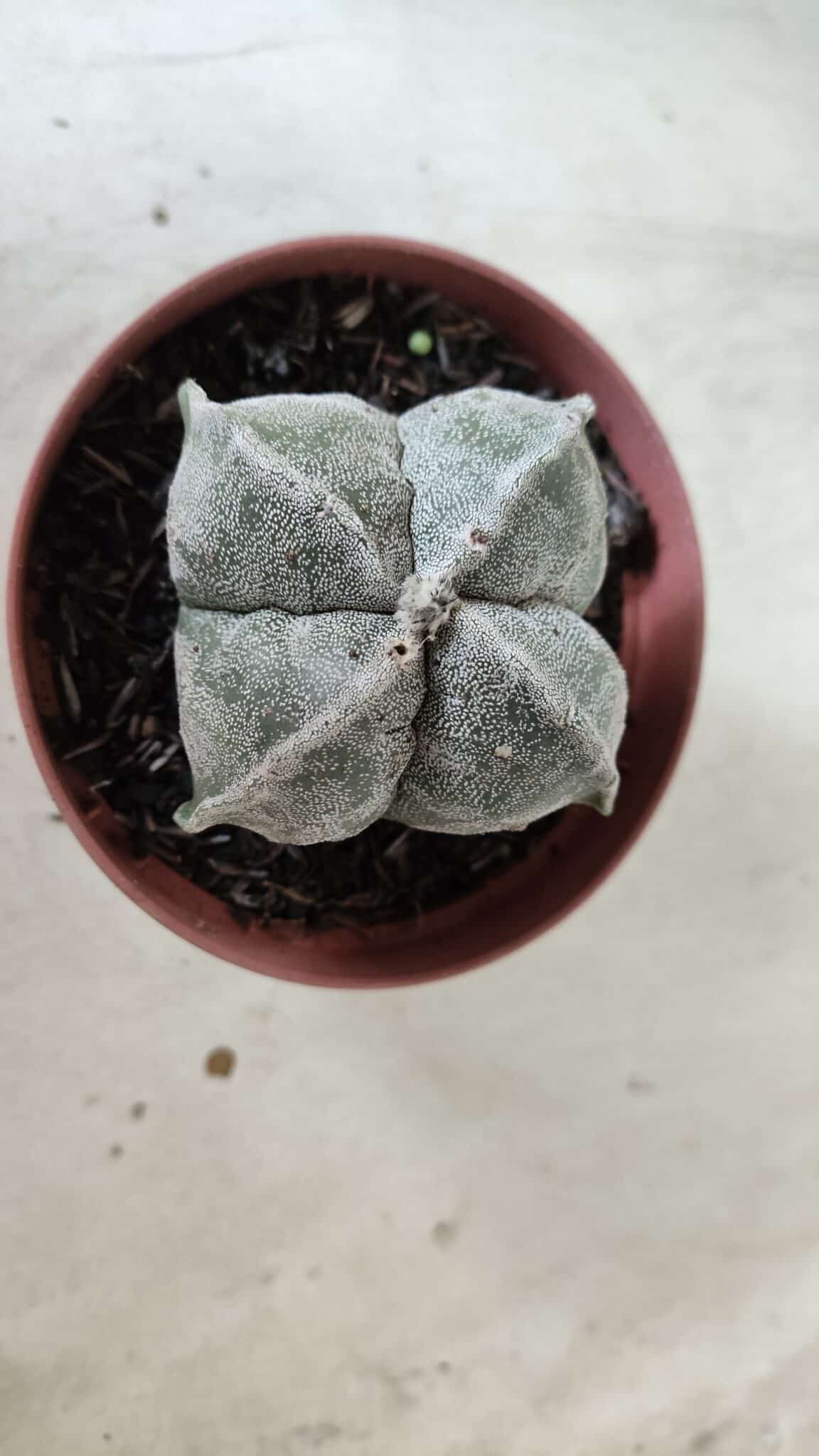 ASTROPHYTUM MYRIOSTIGMA "4 Quinas" Nº 660 – vaso 11