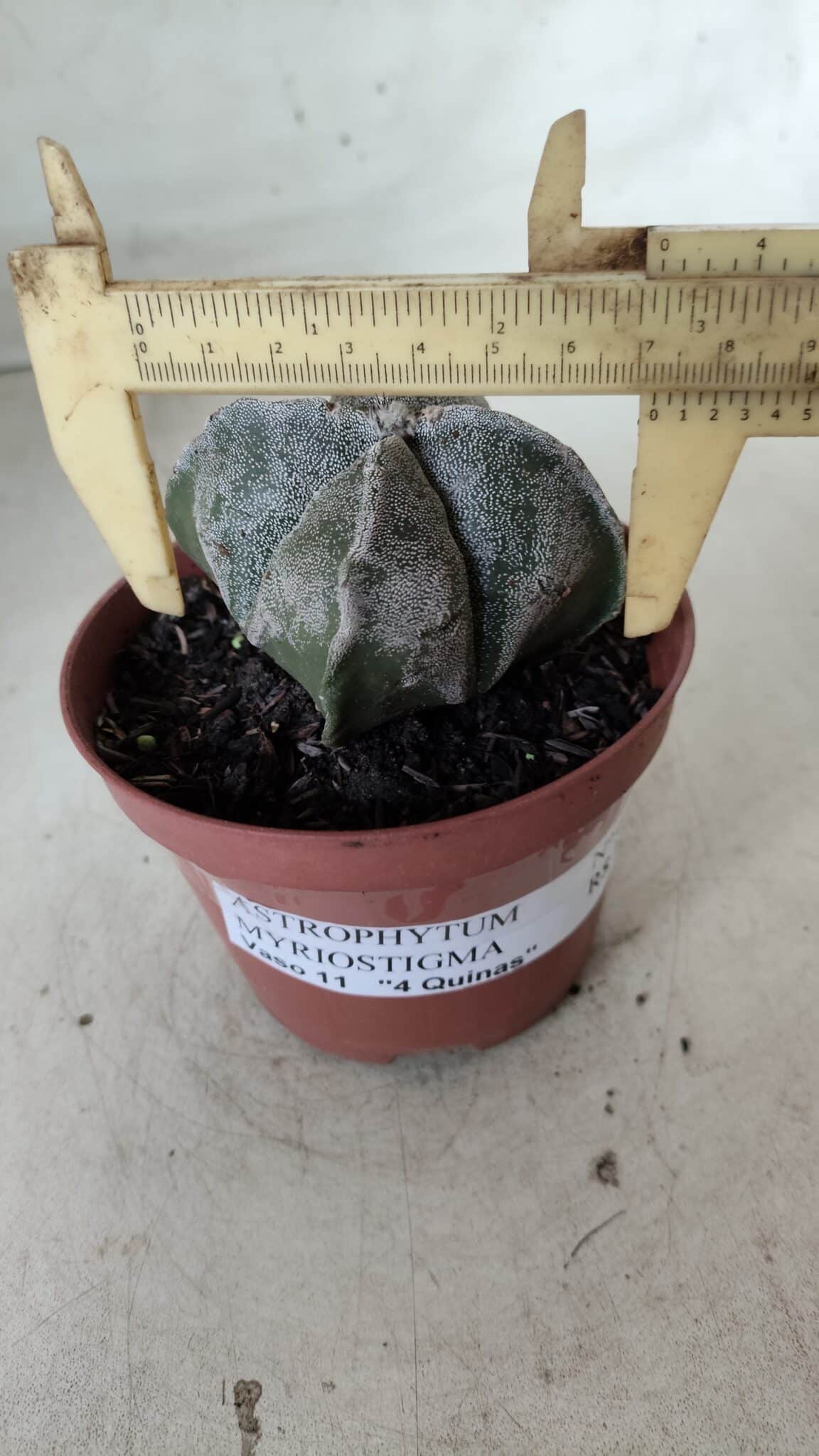 ASTROPHYTUM MYRIOSTIGMA "4 Quinas" Nº 660 – vaso 11