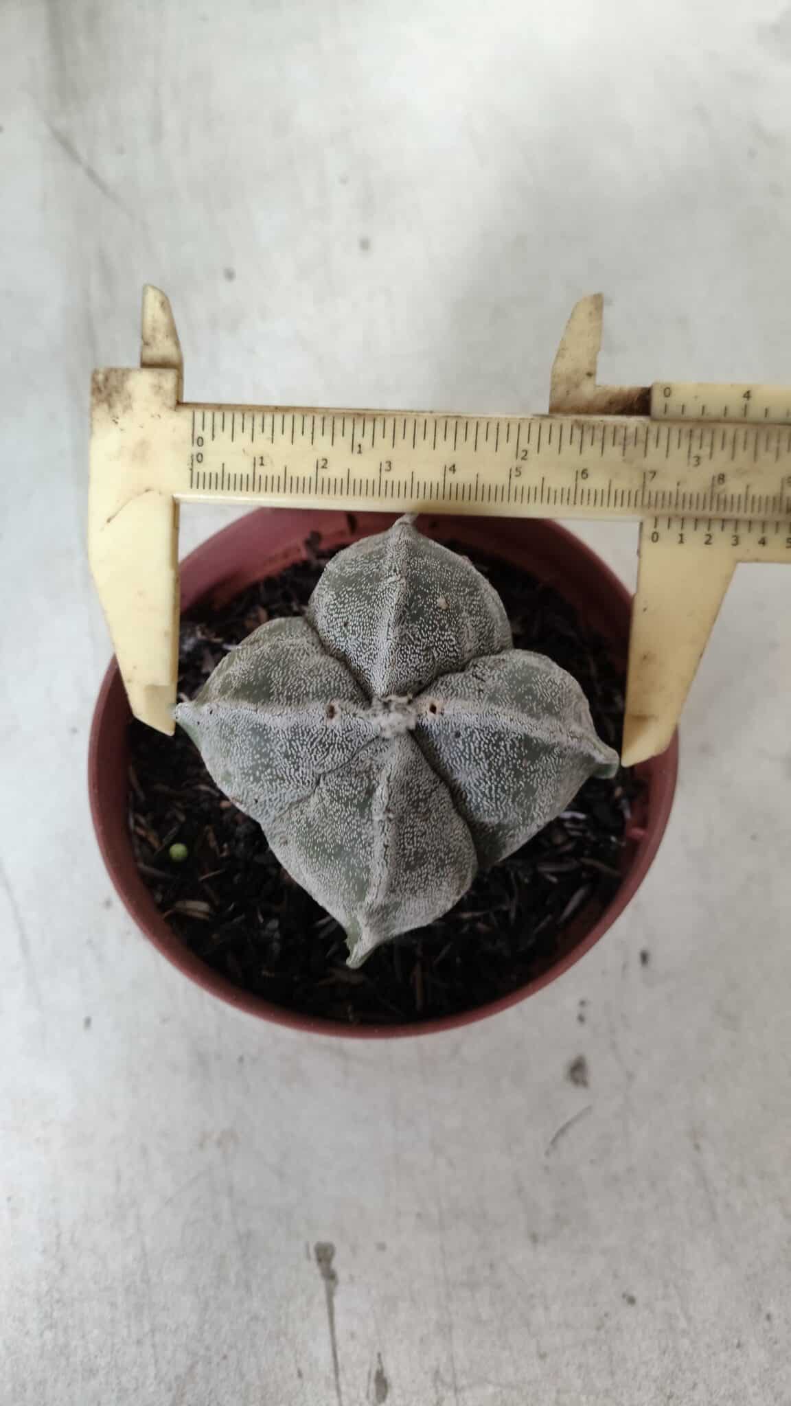 ASTROPHYTUM MYRIOSTIGMA "4 Quinas" Nº 660 – vaso 11