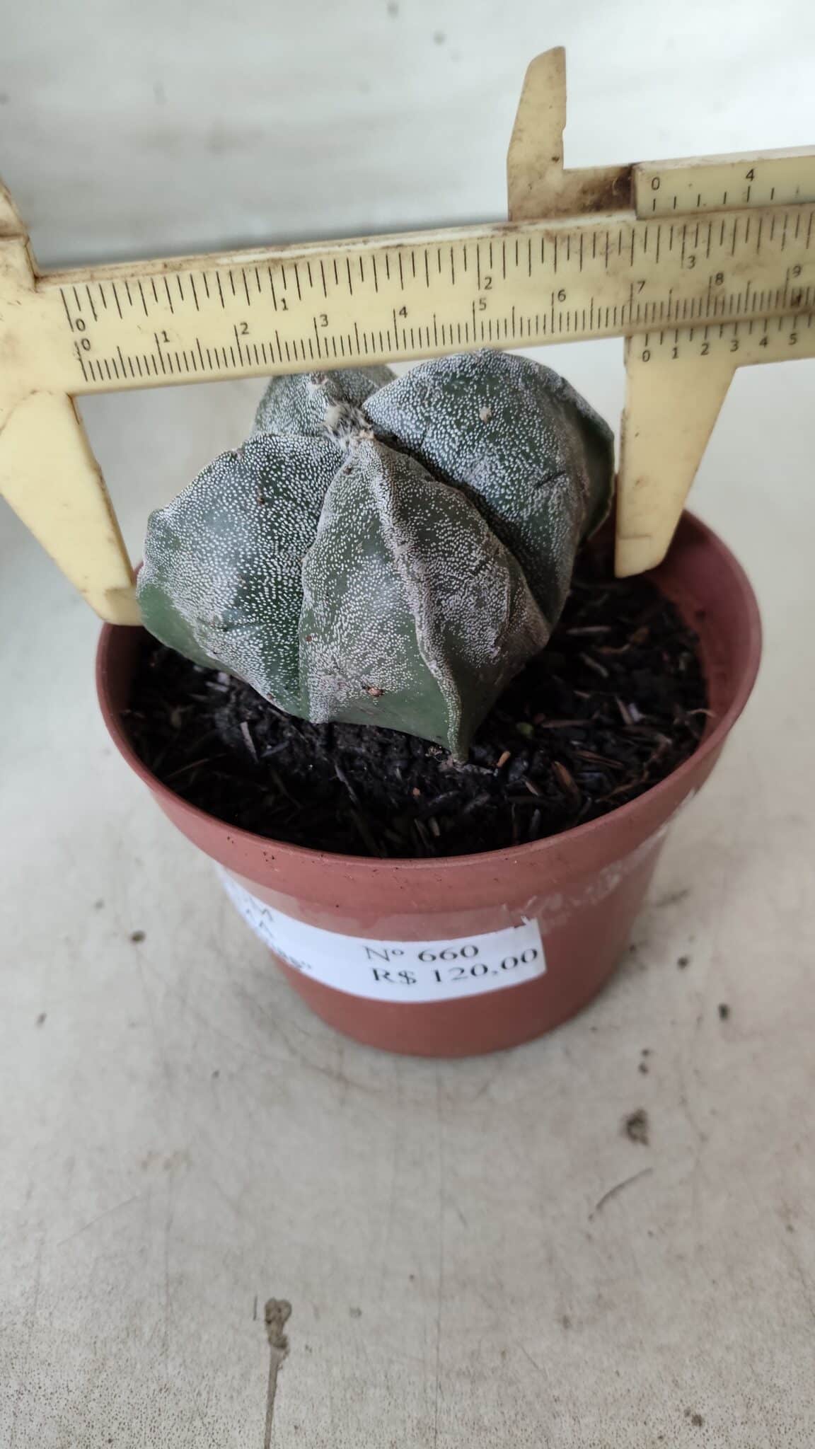 ASTROPHYTUM MYRIOSTIGMA "4 Quinas" Nº 660 – vaso 11