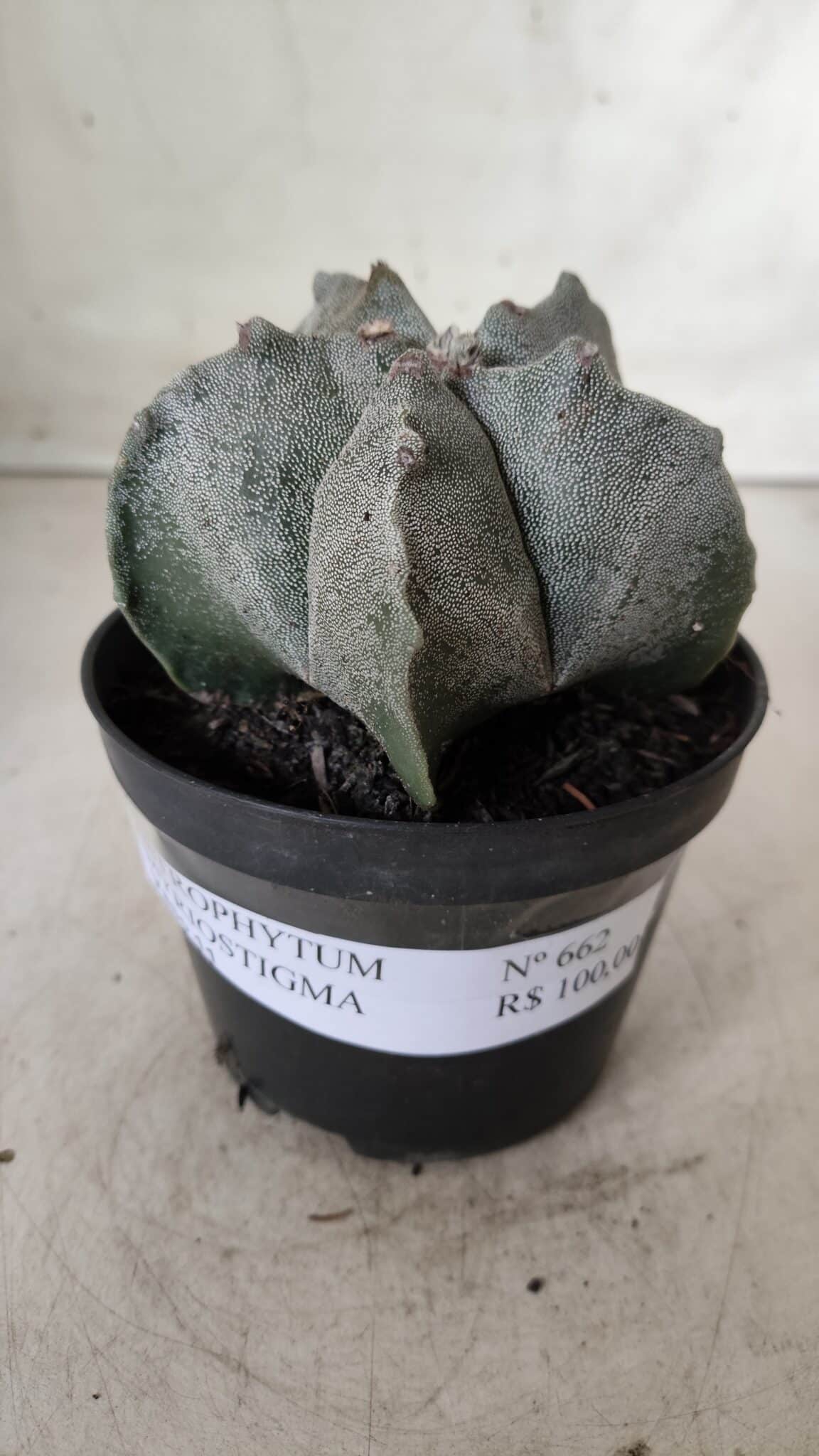 ASTROPHYTUM MYRIOSTIGMA Nº 662 – vaso 11