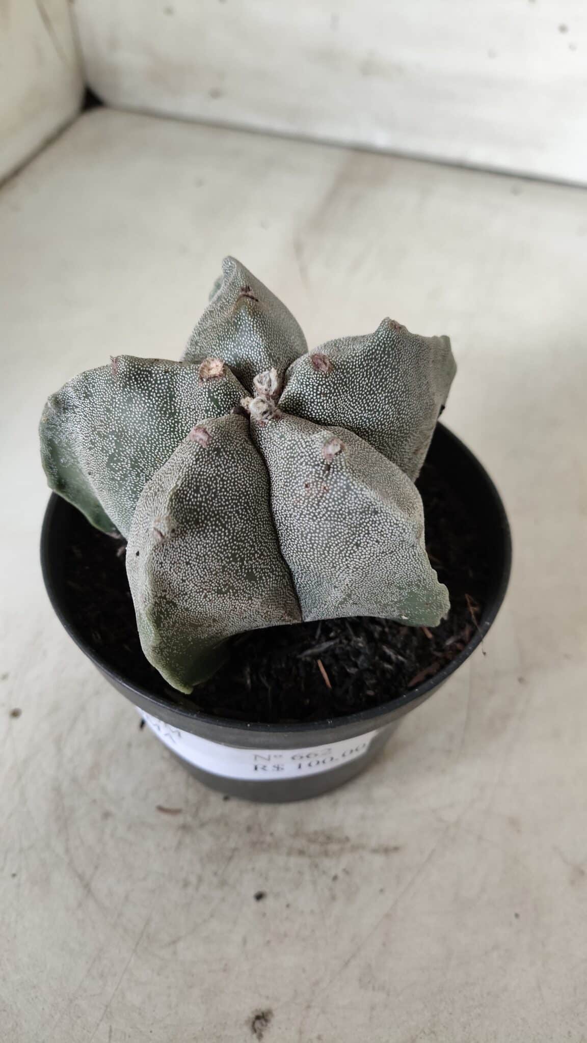 ASTROPHYTUM MYRIOSTIGMA Nº 662 – vaso 11