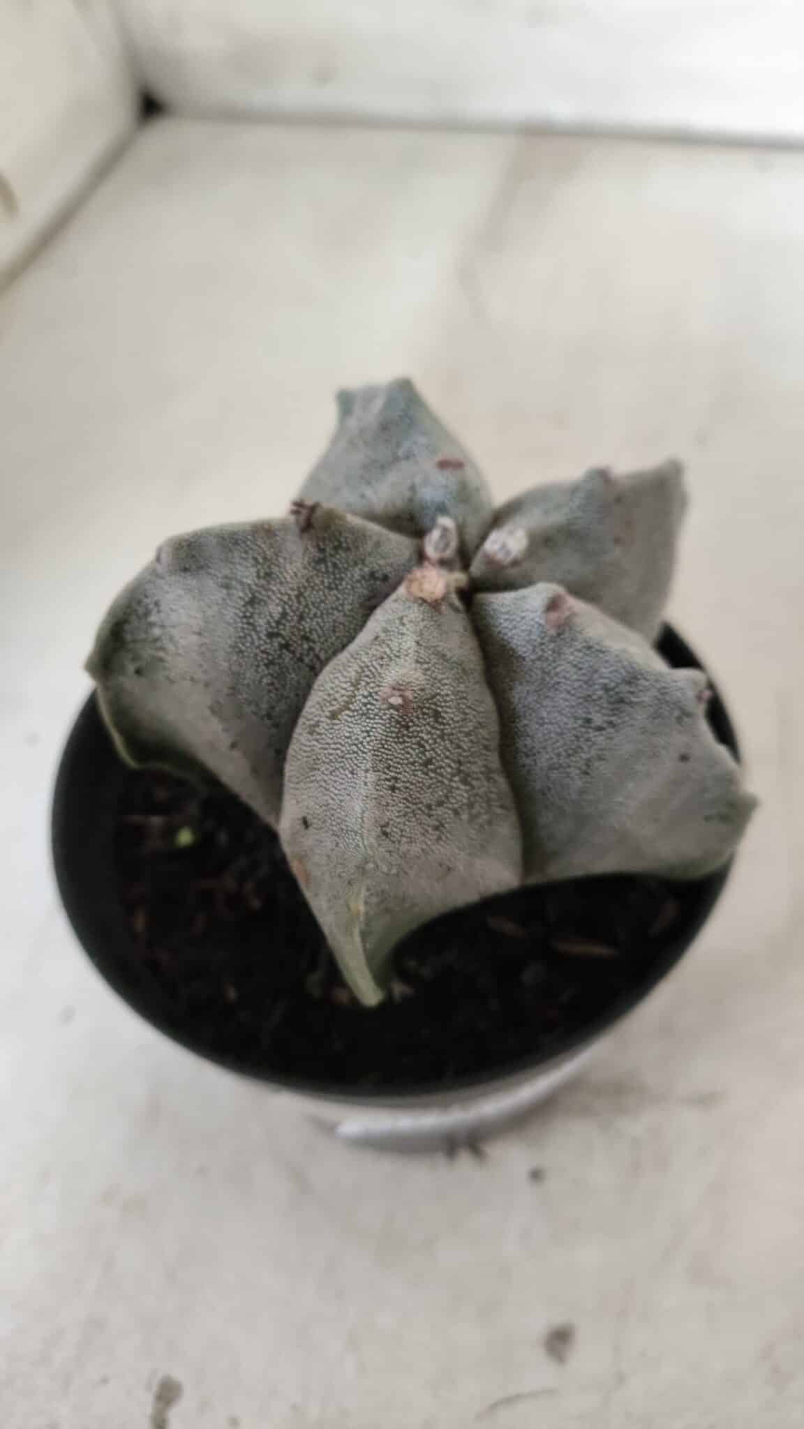 ASTROPHYTUM MYRIOSTIGMA Nº 662 – vaso 11