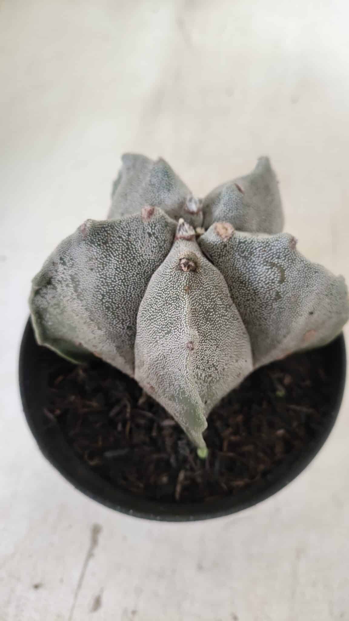 ASTROPHYTUM MYRIOSTIGMA Nº 662 – vaso 11