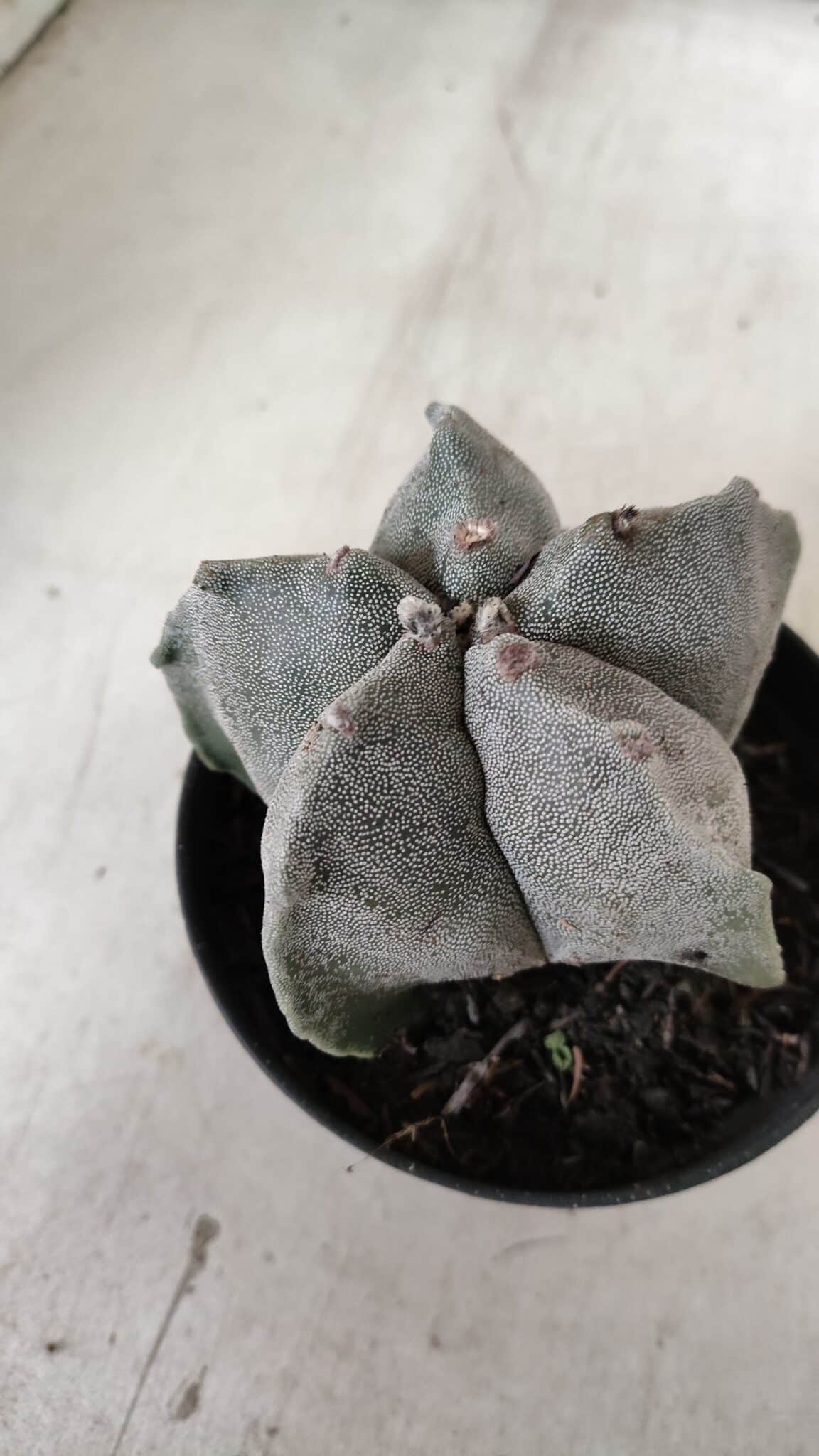 ASTROPHYTUM MYRIOSTIGMA Nº 662 – vaso 11