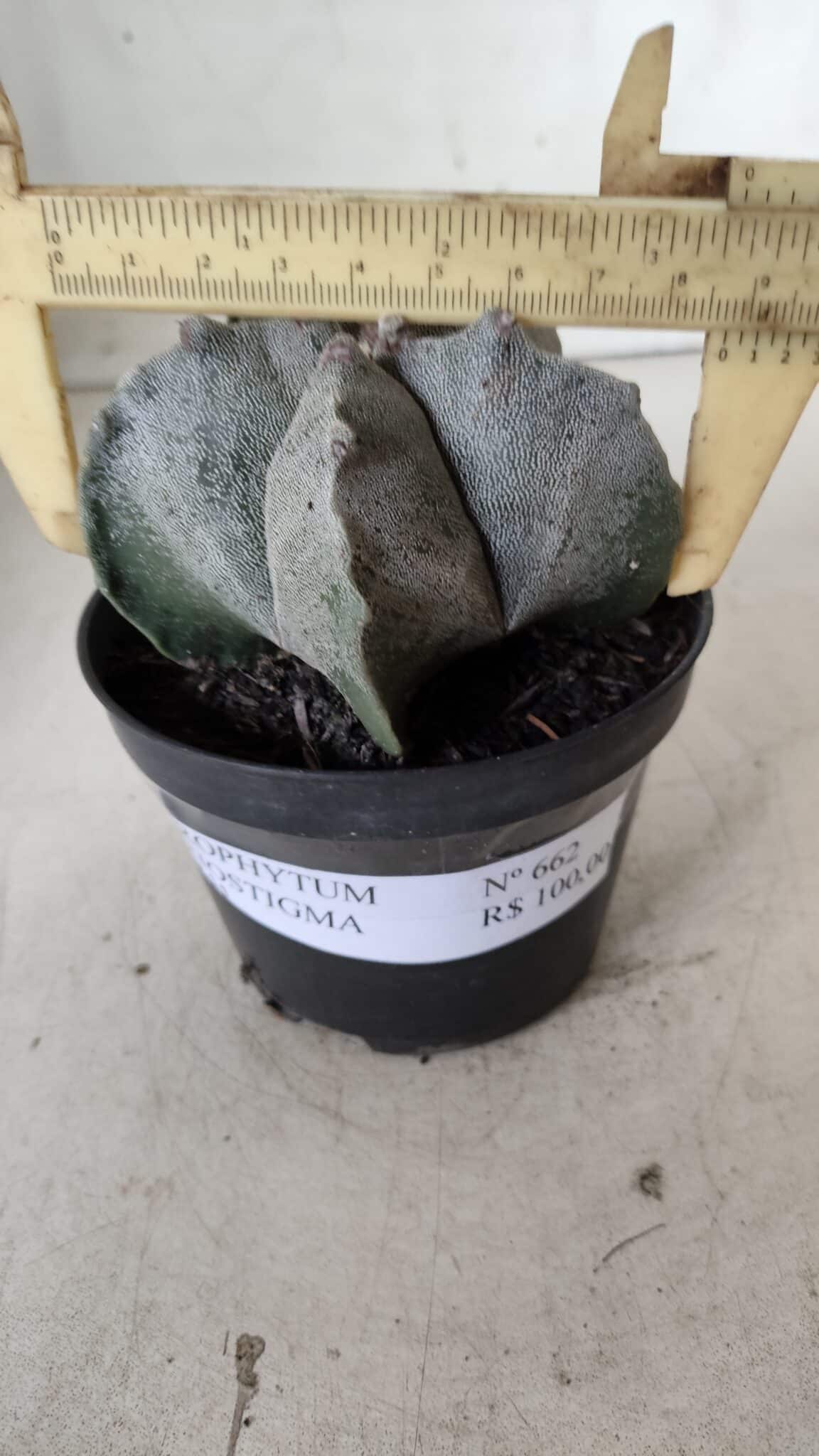 ASTROPHYTUM MYRIOSTIGMA Nº 662 – vaso 11