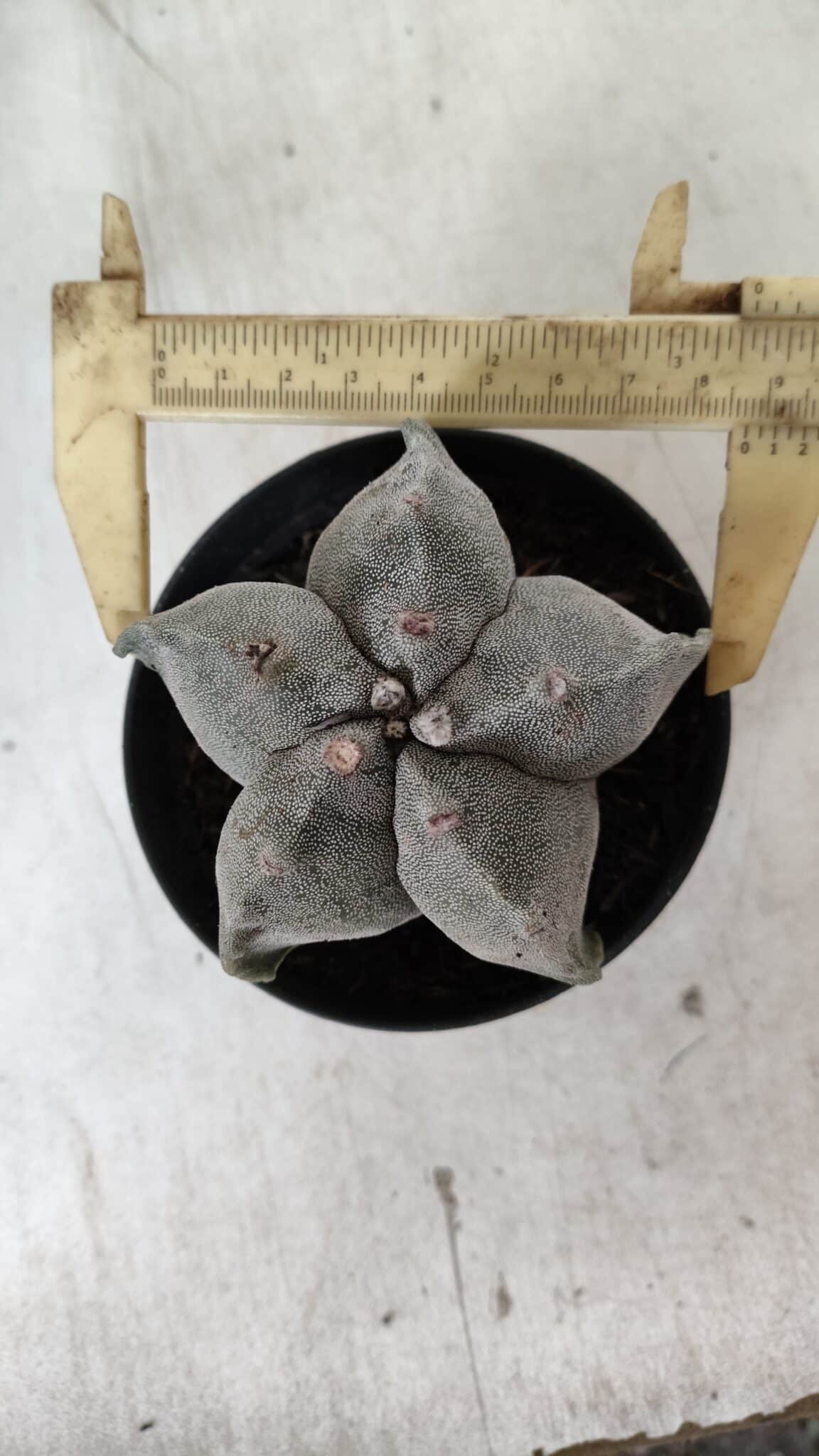 ASTROPHYTUM MYRIOSTIGMA Nº 662 – vaso 11