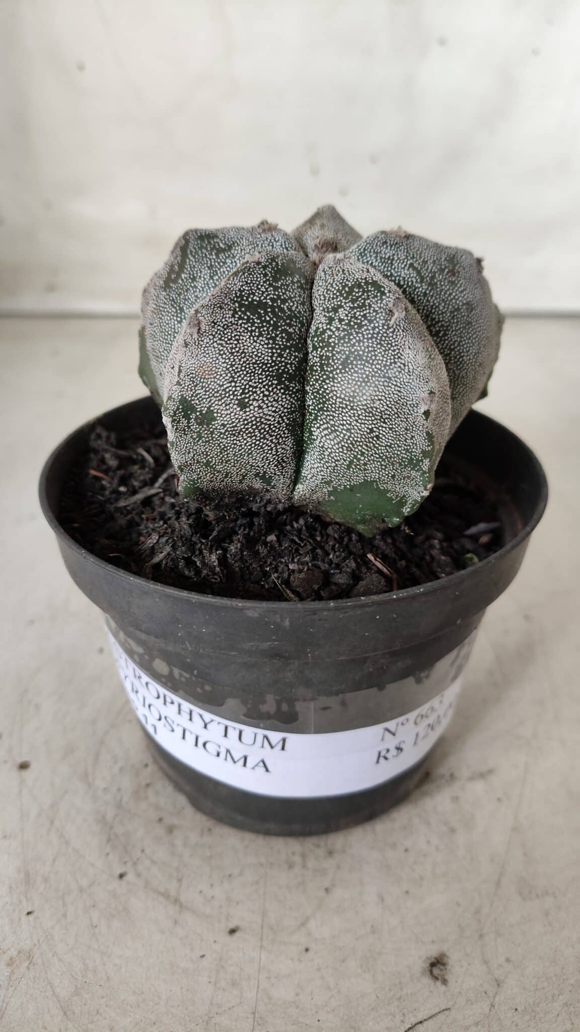 ASTROPHYTUM MYRIOSTIGMA Nº 663 – vaso 11