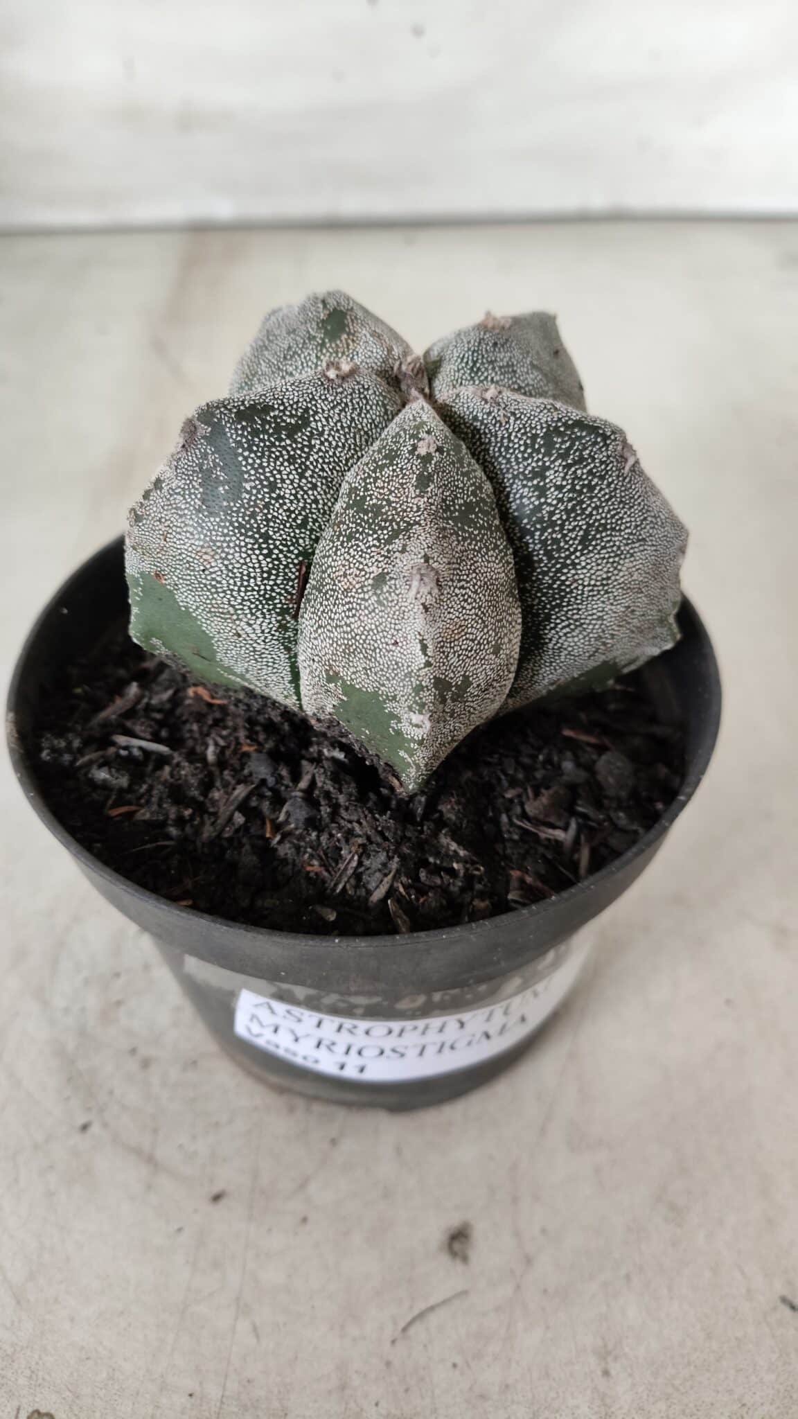 ASTROPHYTUM MYRIOSTIGMA Nº 663 – vaso 11