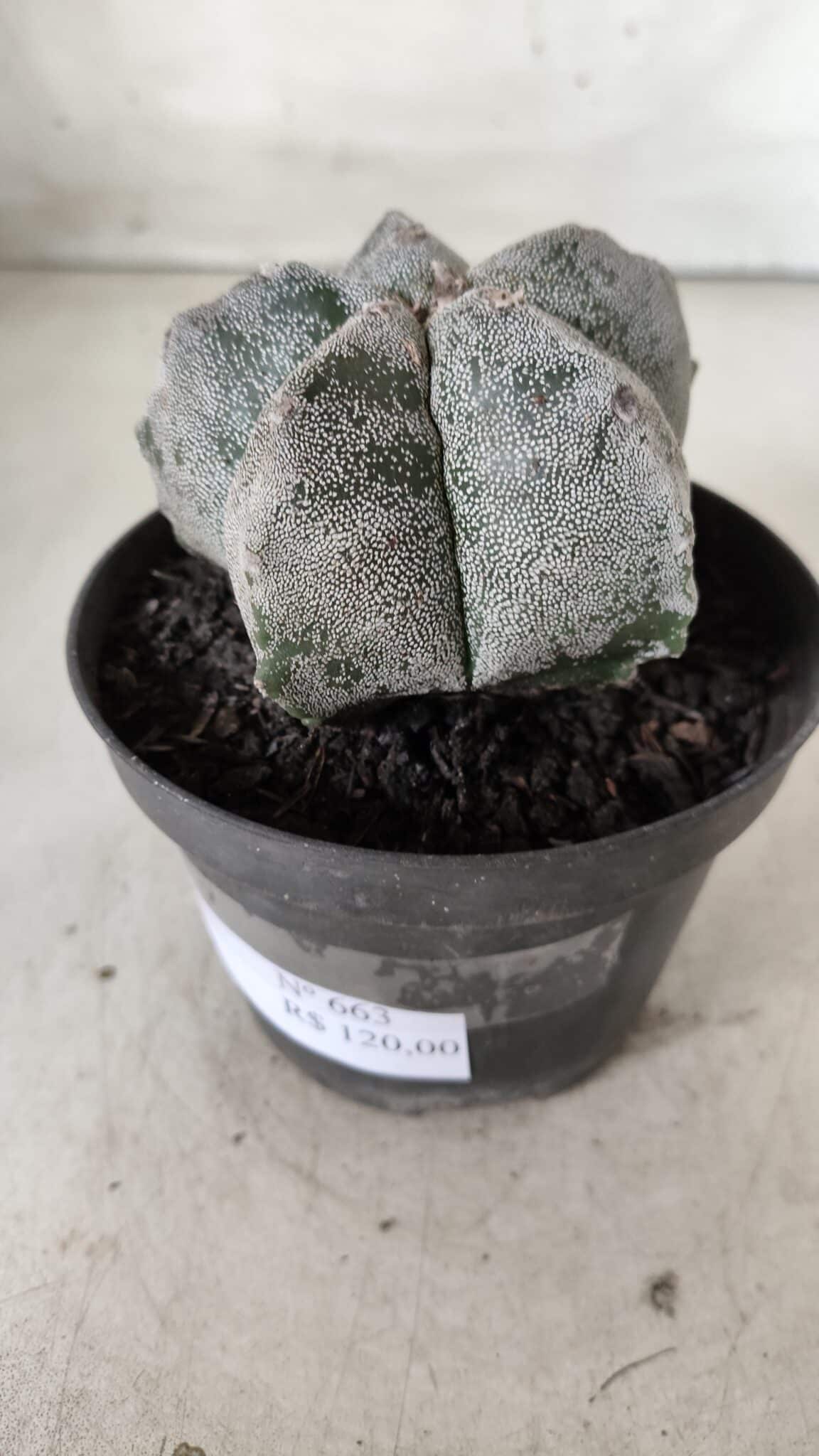 ASTROPHYTUM MYRIOSTIGMA Nº 663 – vaso 11