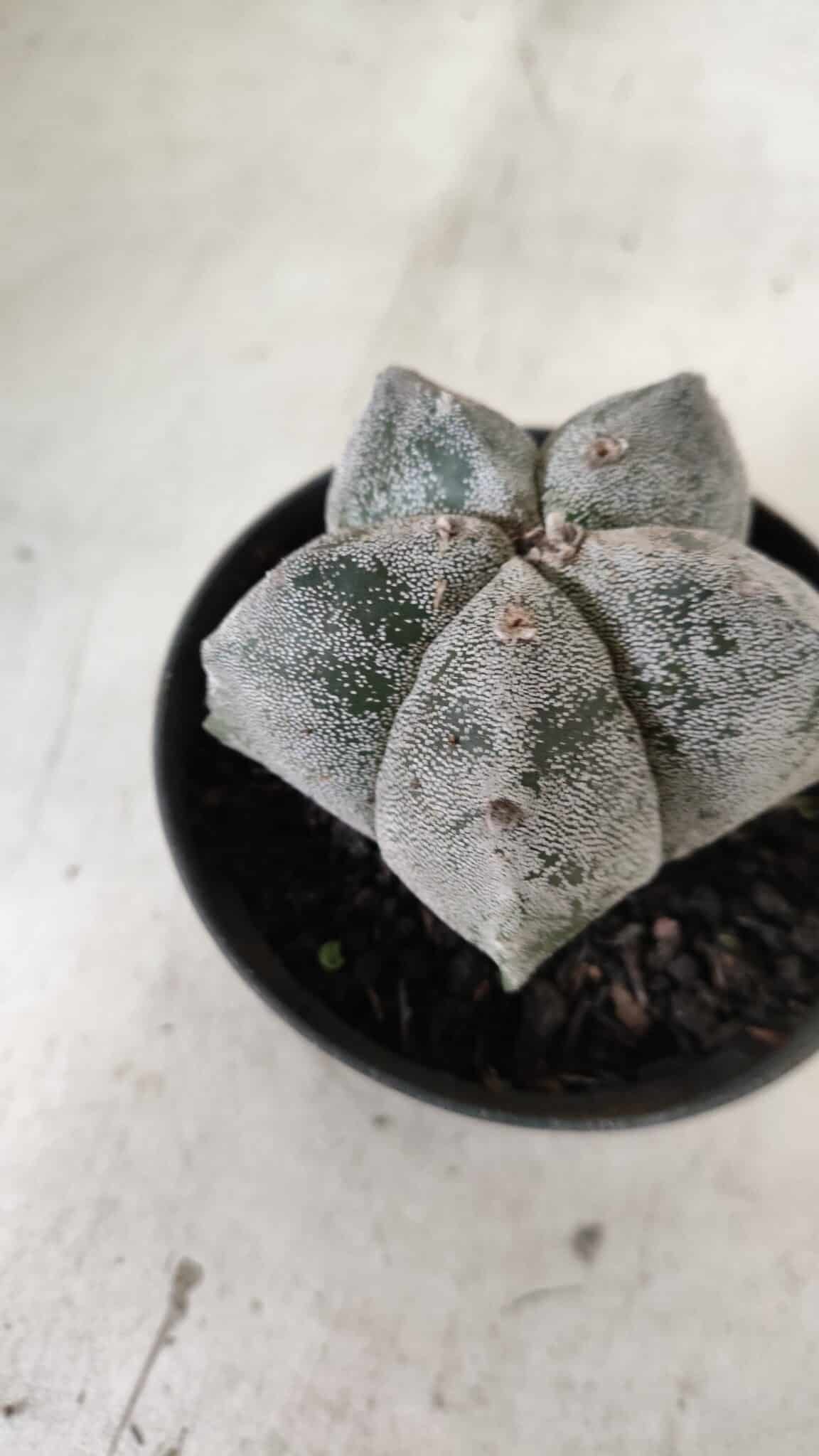 ASTROPHYTUM MYRIOSTIGMA Nº 663 – vaso 11