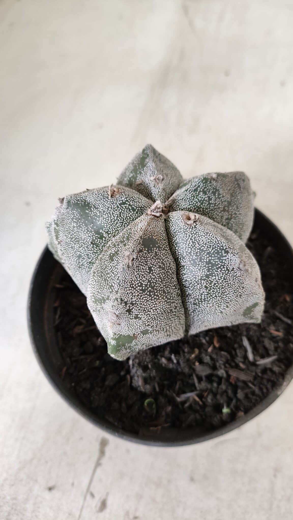 ASTROPHYTUM MYRIOSTIGMA Nº 663 – vaso 11
