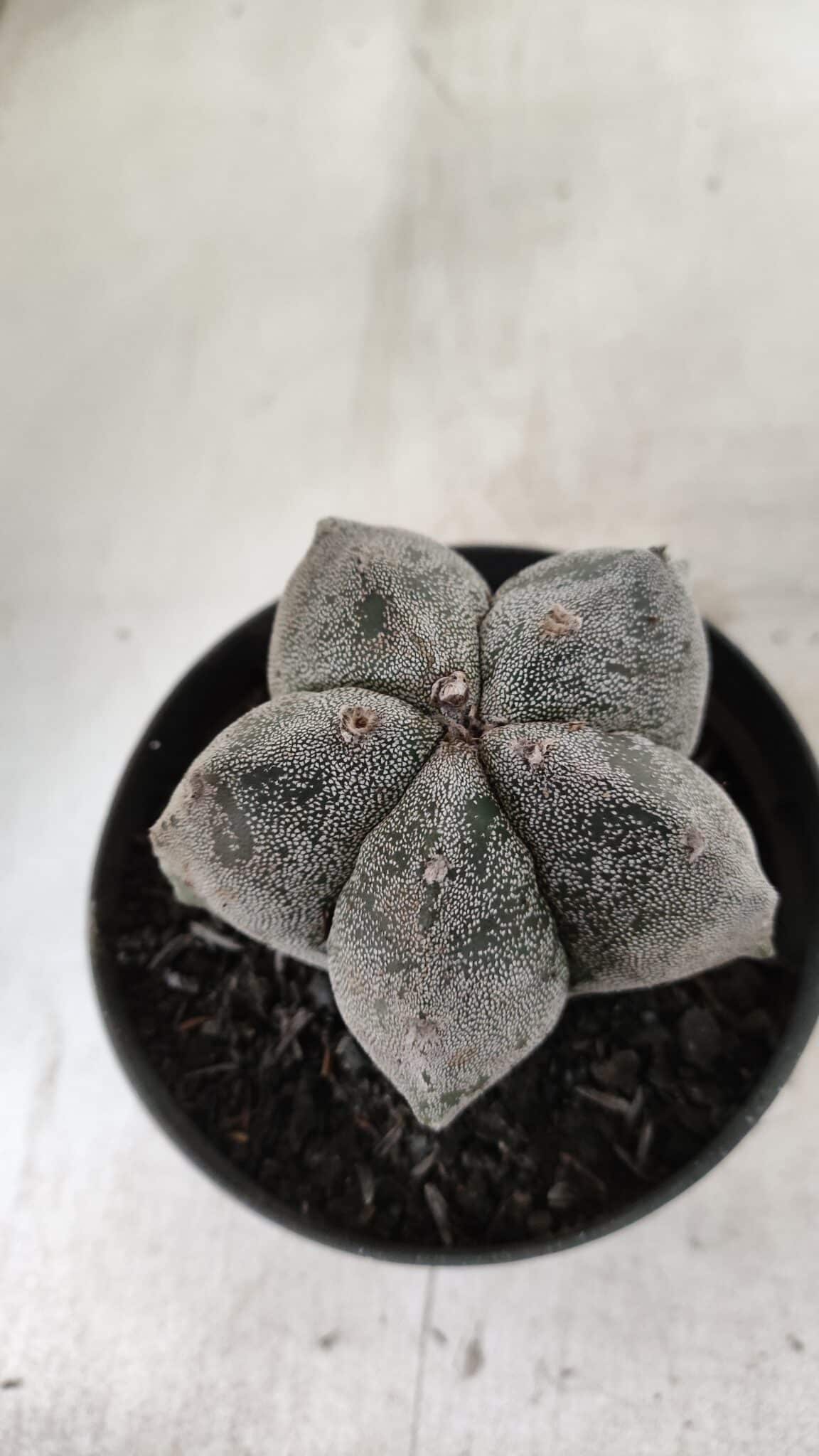 ASTROPHYTUM MYRIOSTIGMA Nº 663 – vaso 11