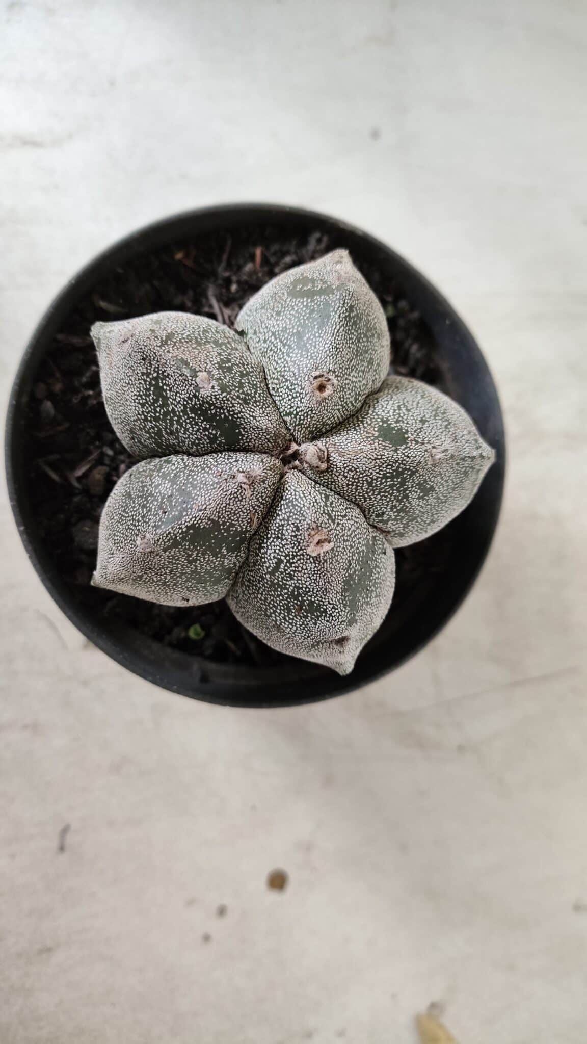 ASTROPHYTUM MYRIOSTIGMA Nº 663 – vaso 11