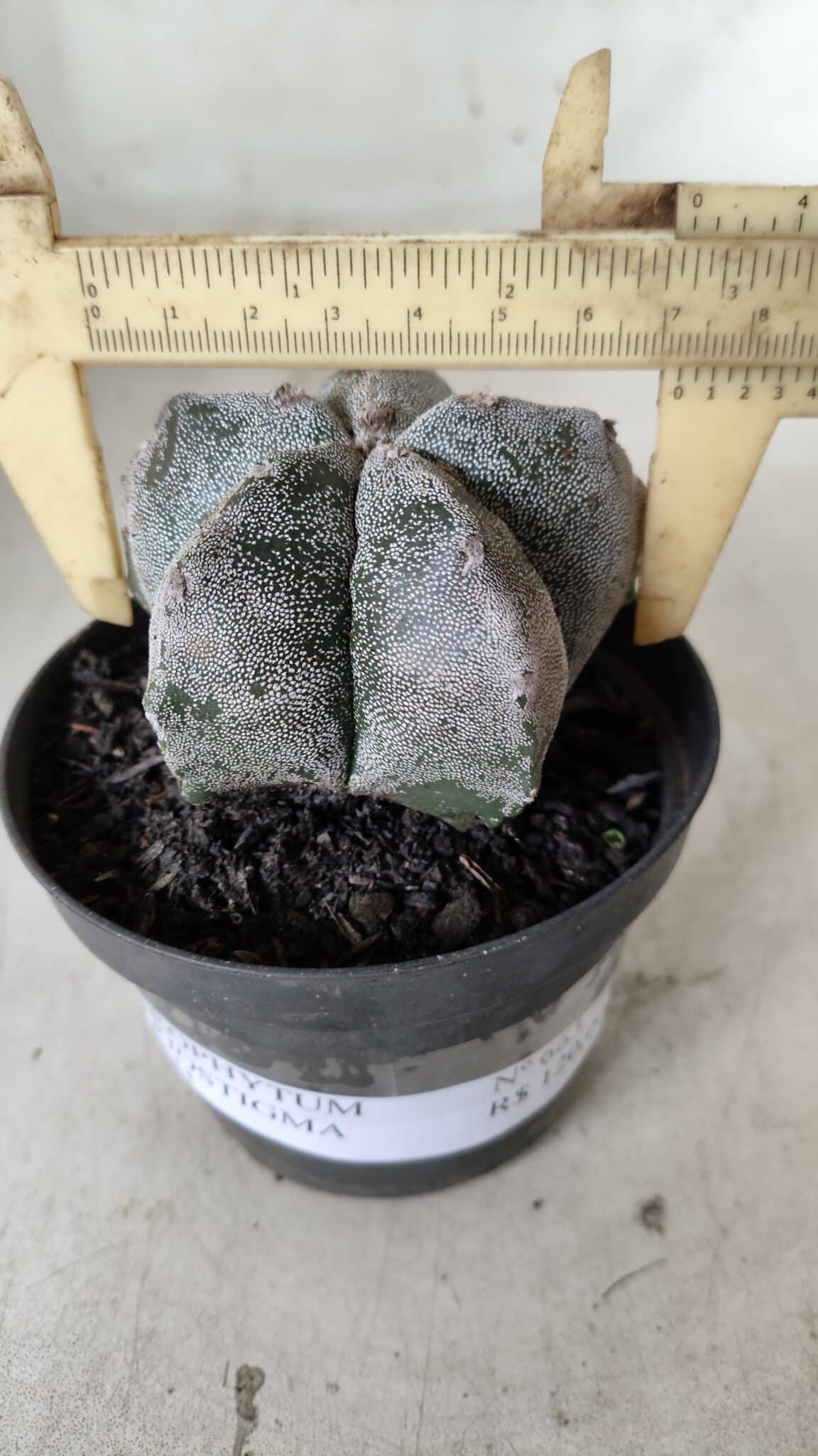 ASTROPHYTUM MYRIOSTIGMA Nº 663 – vaso 11