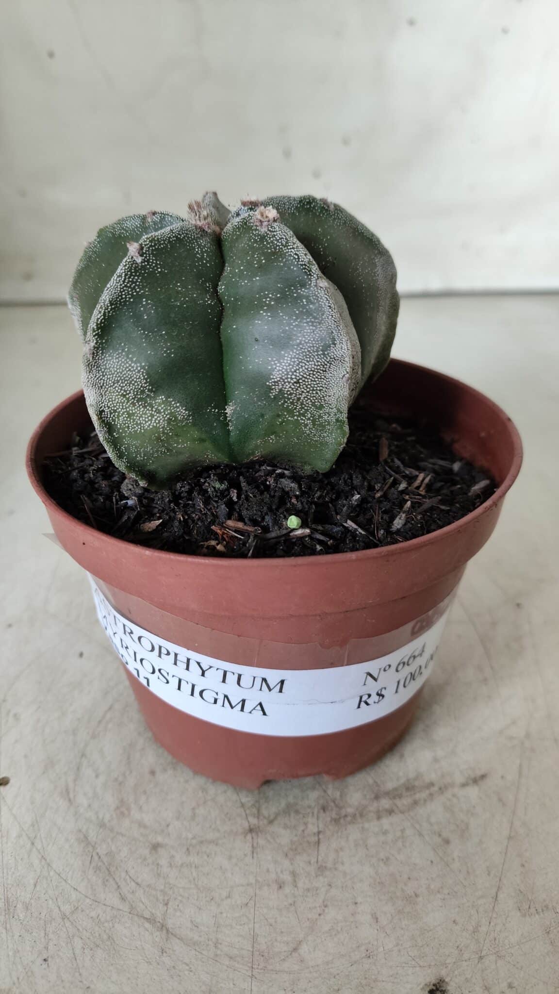ASTROPHYTUM MYRIOSTIGMA Nº 664 – vaso 11