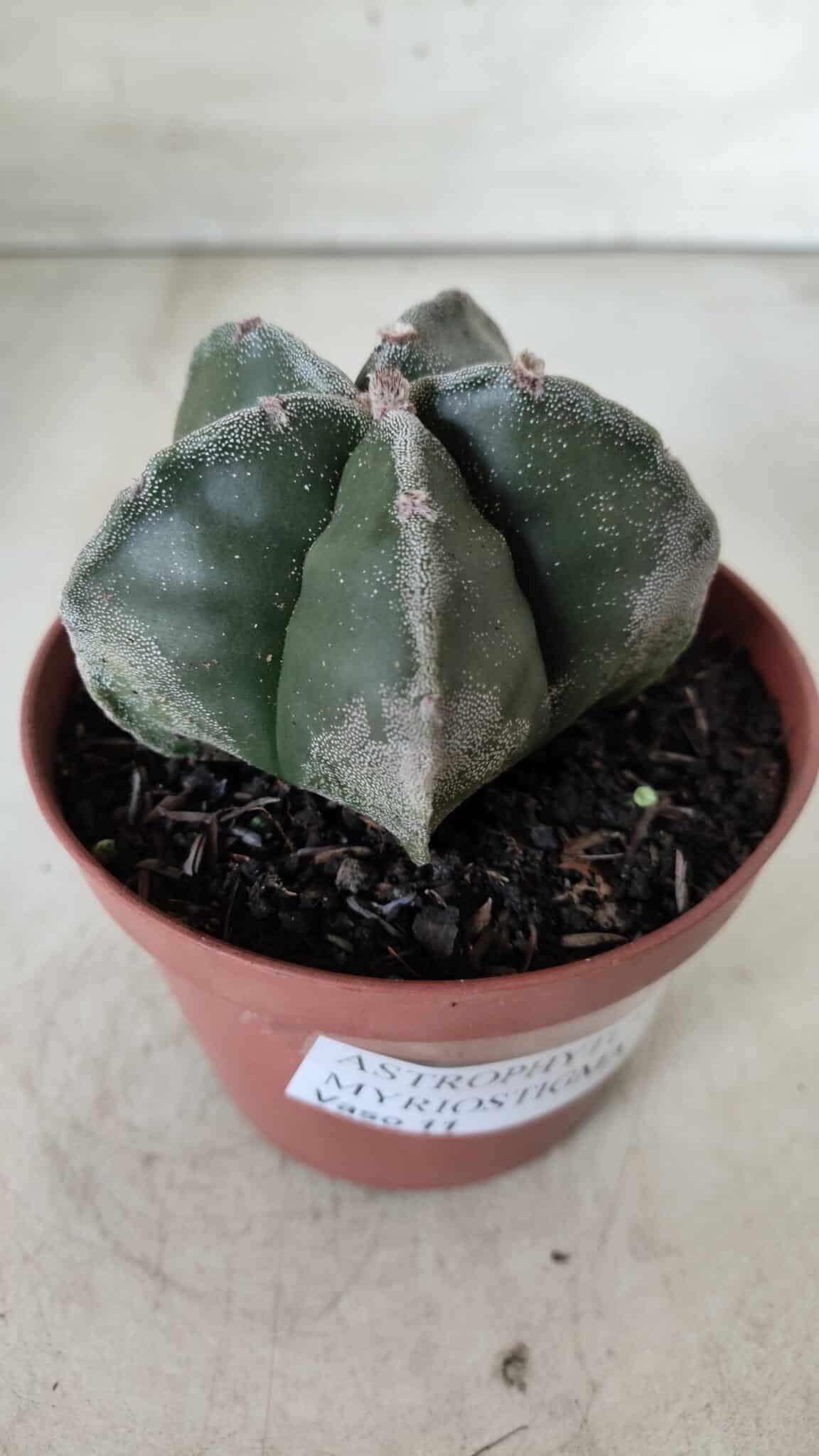 ASTROPHYTUM MYRIOSTIGMA Nº 664 – vaso 11