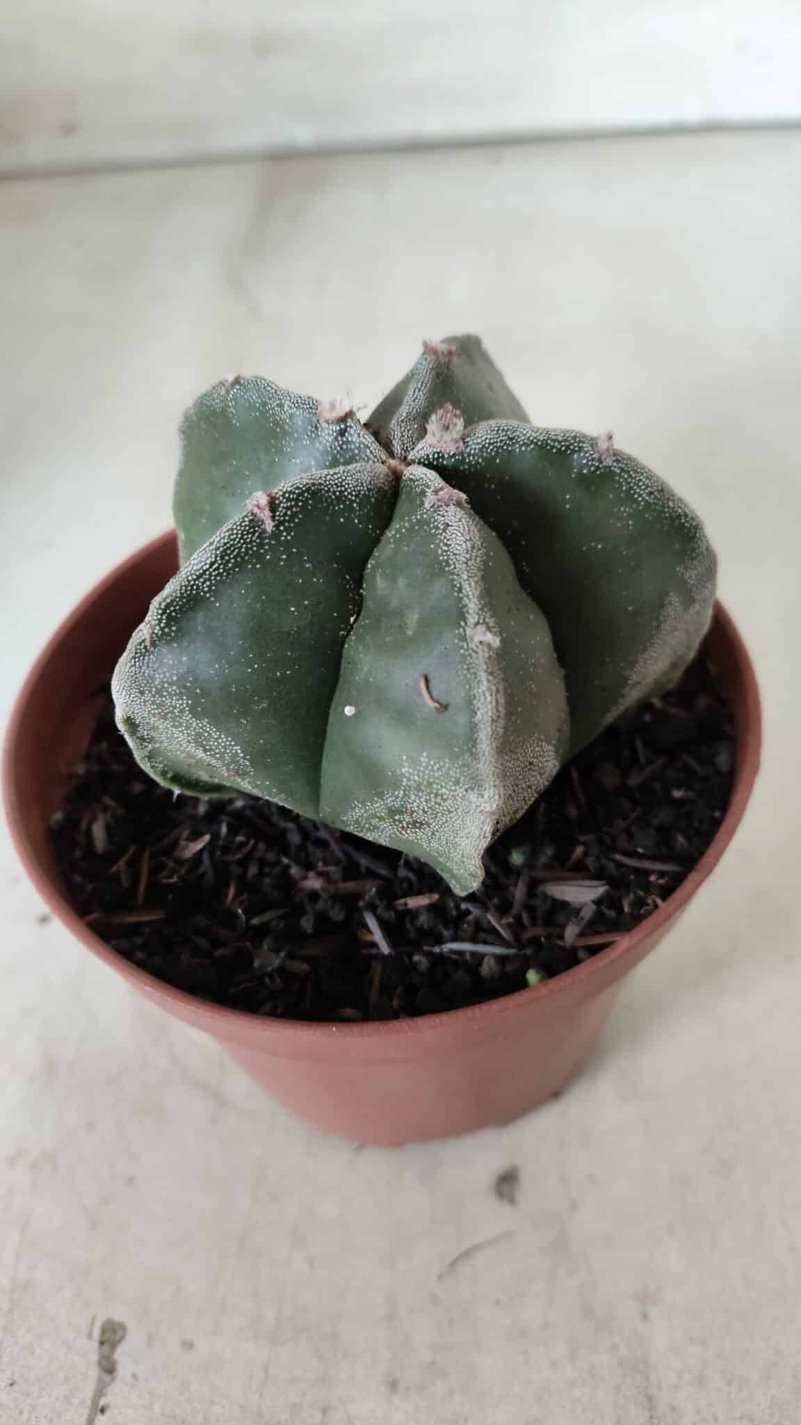ASTROPHYTUM MYRIOSTIGMA Nº 664 – vaso 11