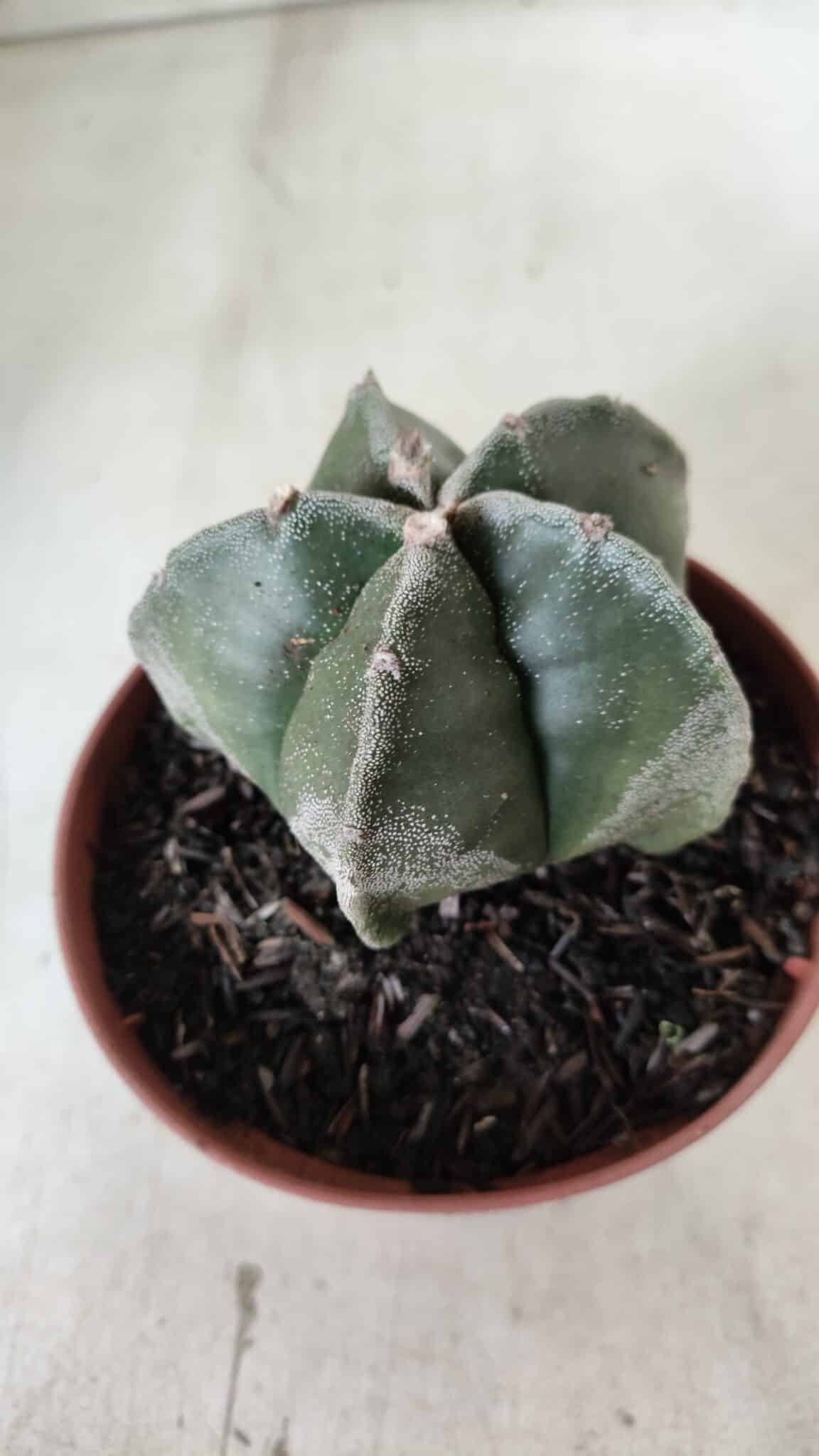 ASTROPHYTUM MYRIOSTIGMA Nº 664 – vaso 11