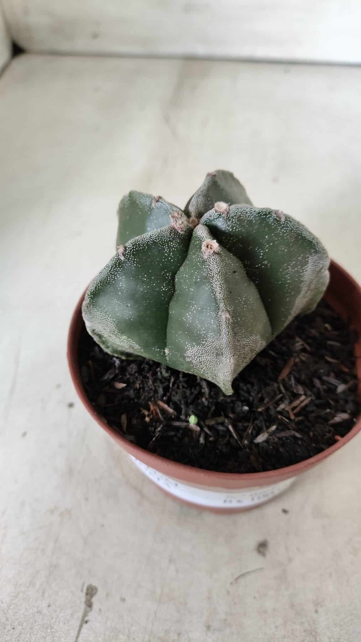 ASTROPHYTUM MYRIOSTIGMA Nº 664 – vaso 11