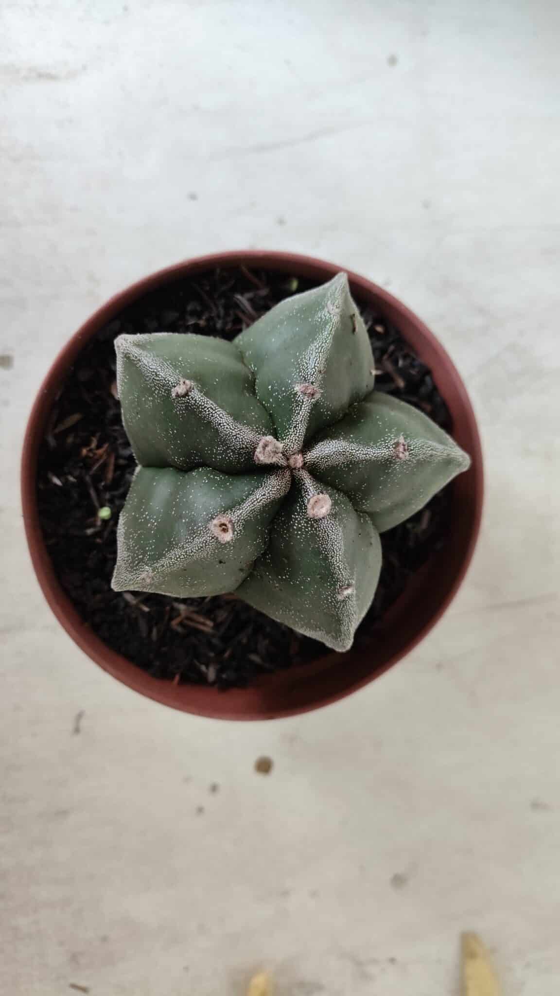 ASTROPHYTUM MYRIOSTIGMA Nº 664 – vaso 11