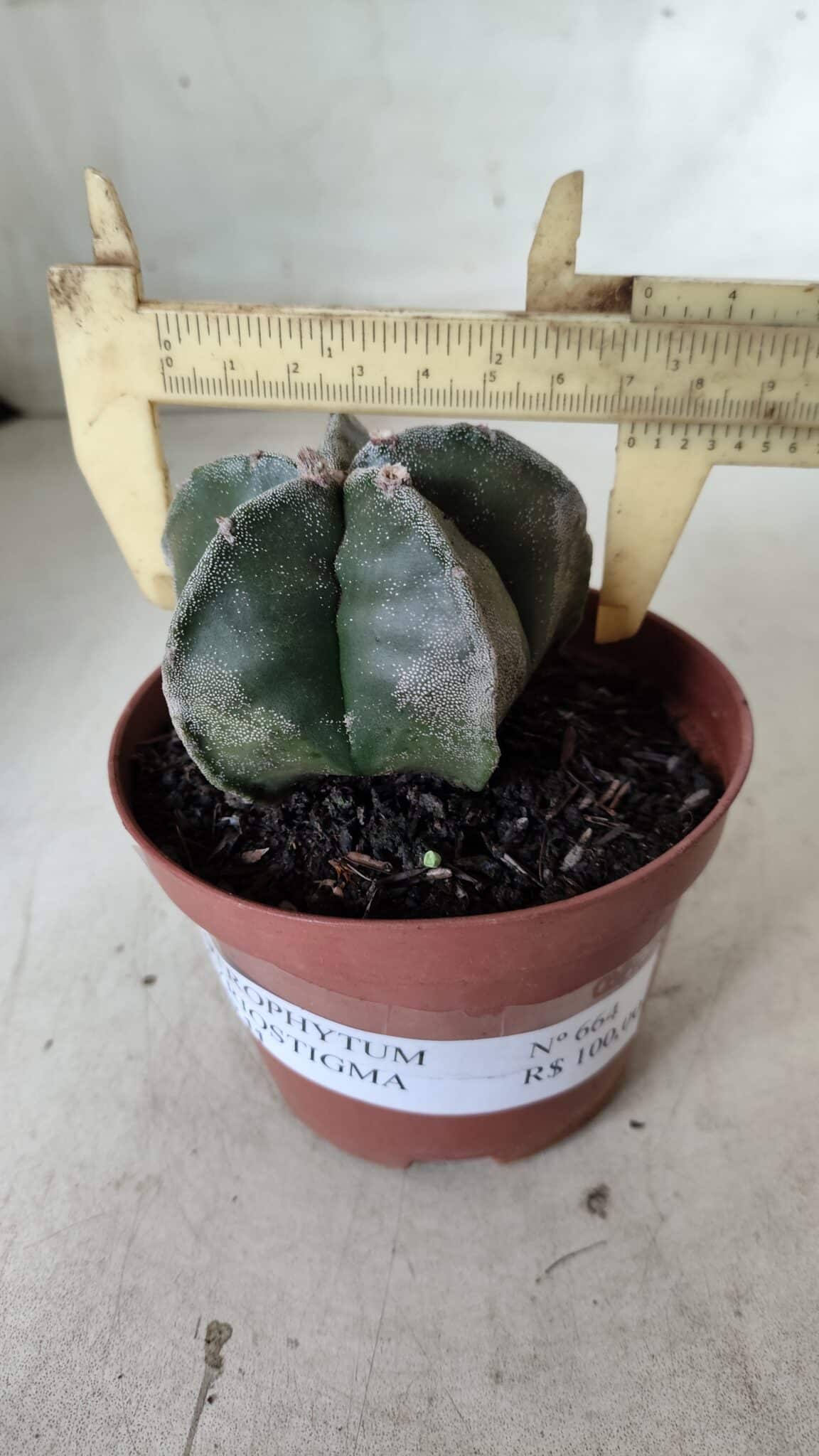 ASTROPHYTUM MYRIOSTIGMA Nº 664 – vaso 11
