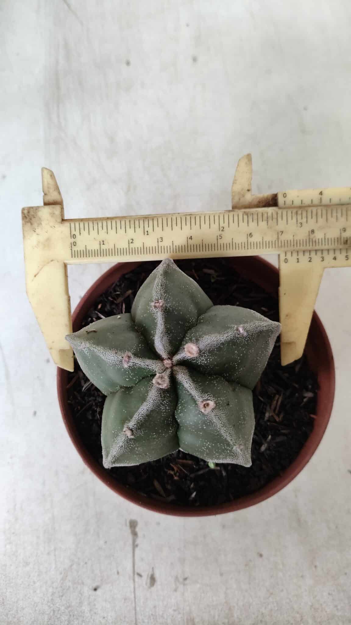 ASTROPHYTUM MYRIOSTIGMA Nº 664 – vaso 11