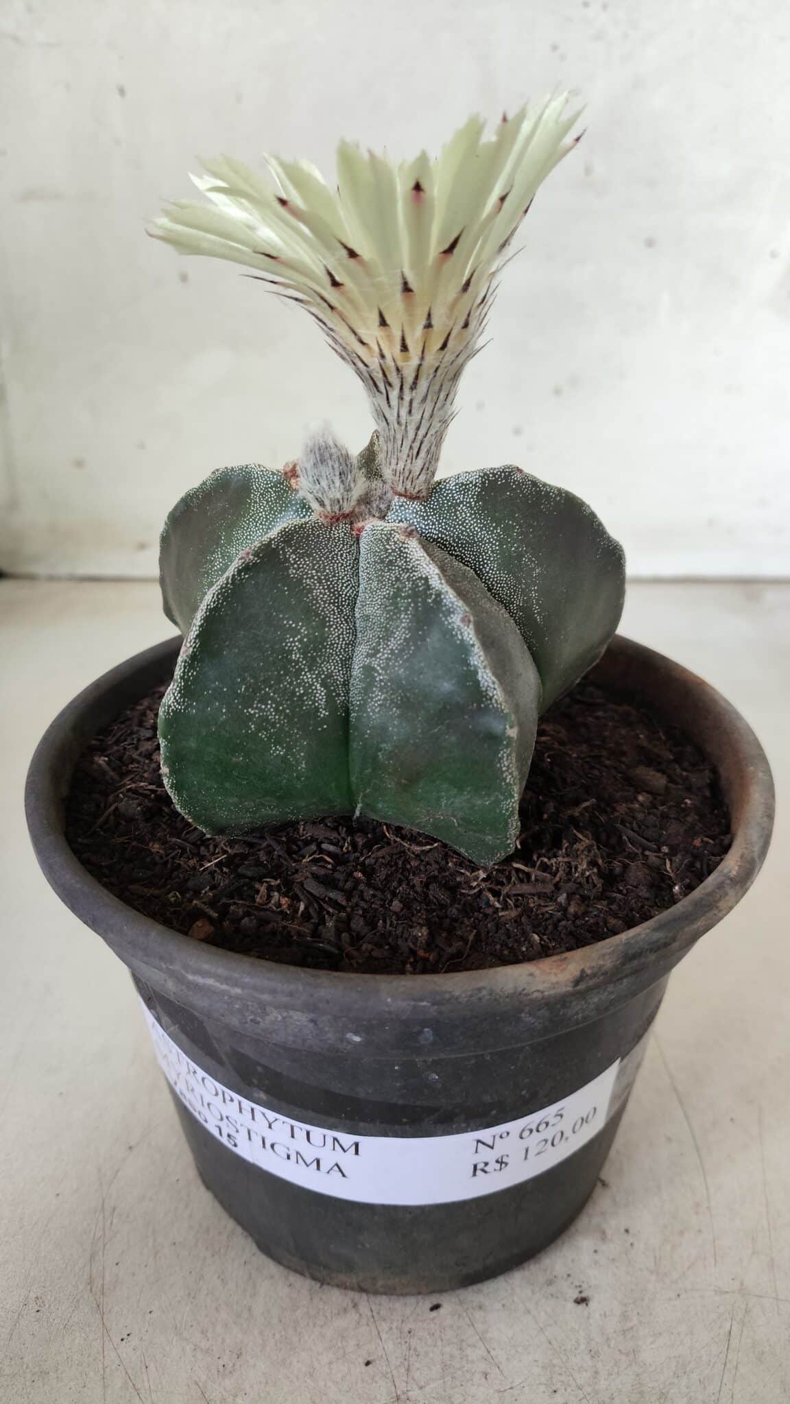 ASTROPHYTUM MYRIOSTIGMA Nº 665 – vaso 15