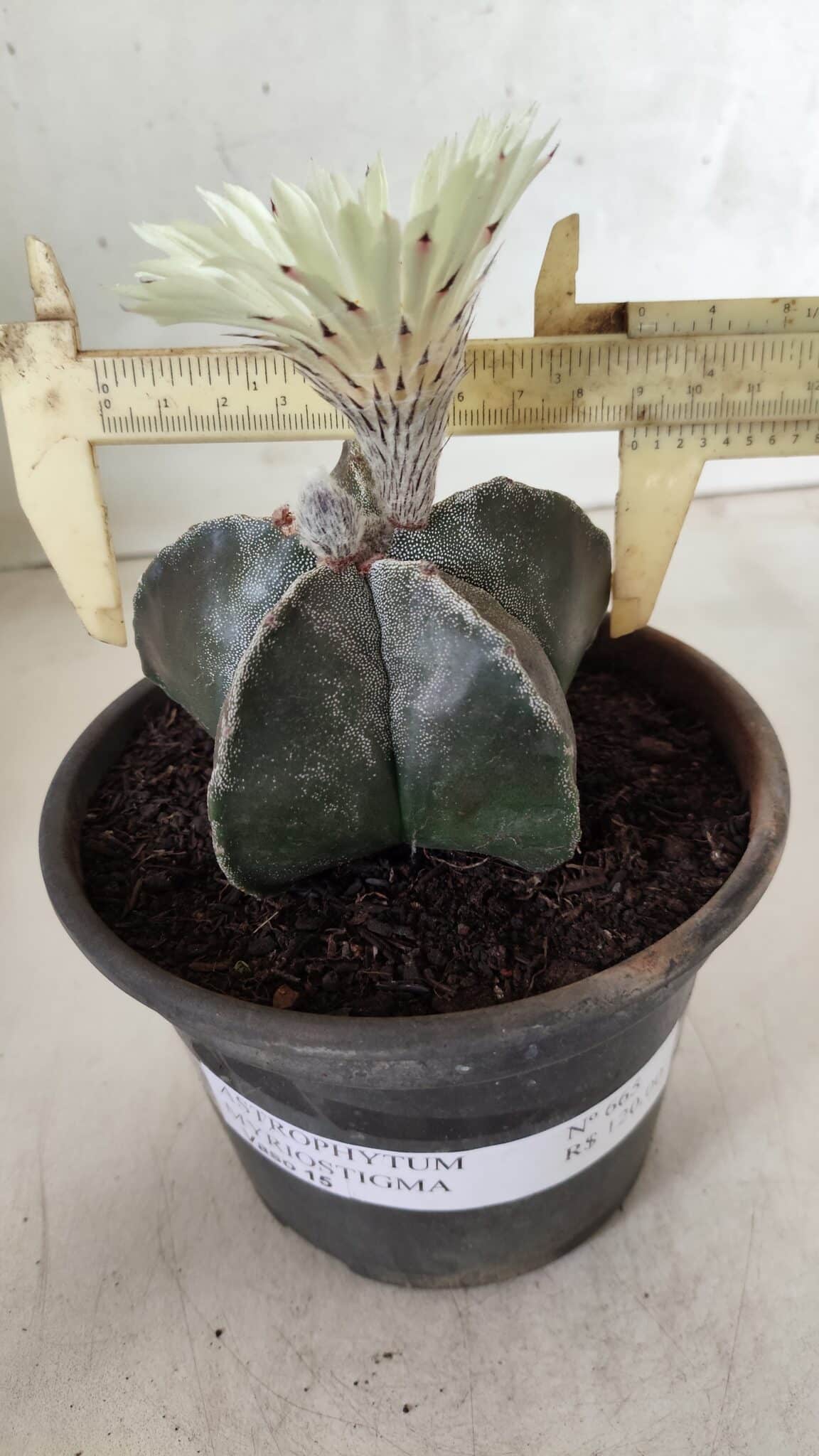 ASTROPHYTUM MYRIOSTIGMA Nº 665 – vaso 15
