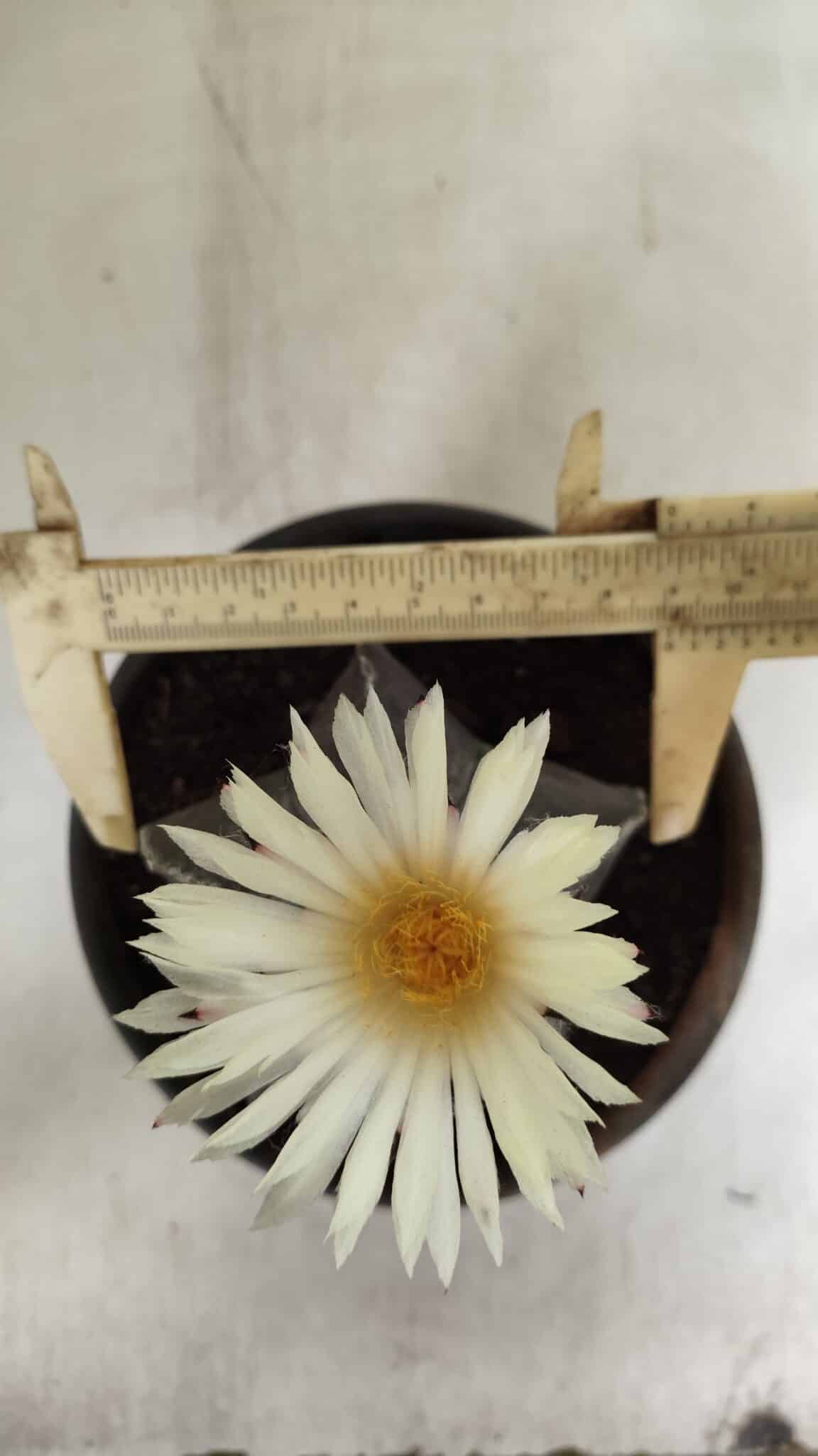 ASTROPHYTUM MYRIOSTIGMA Nº 665 – vaso 15