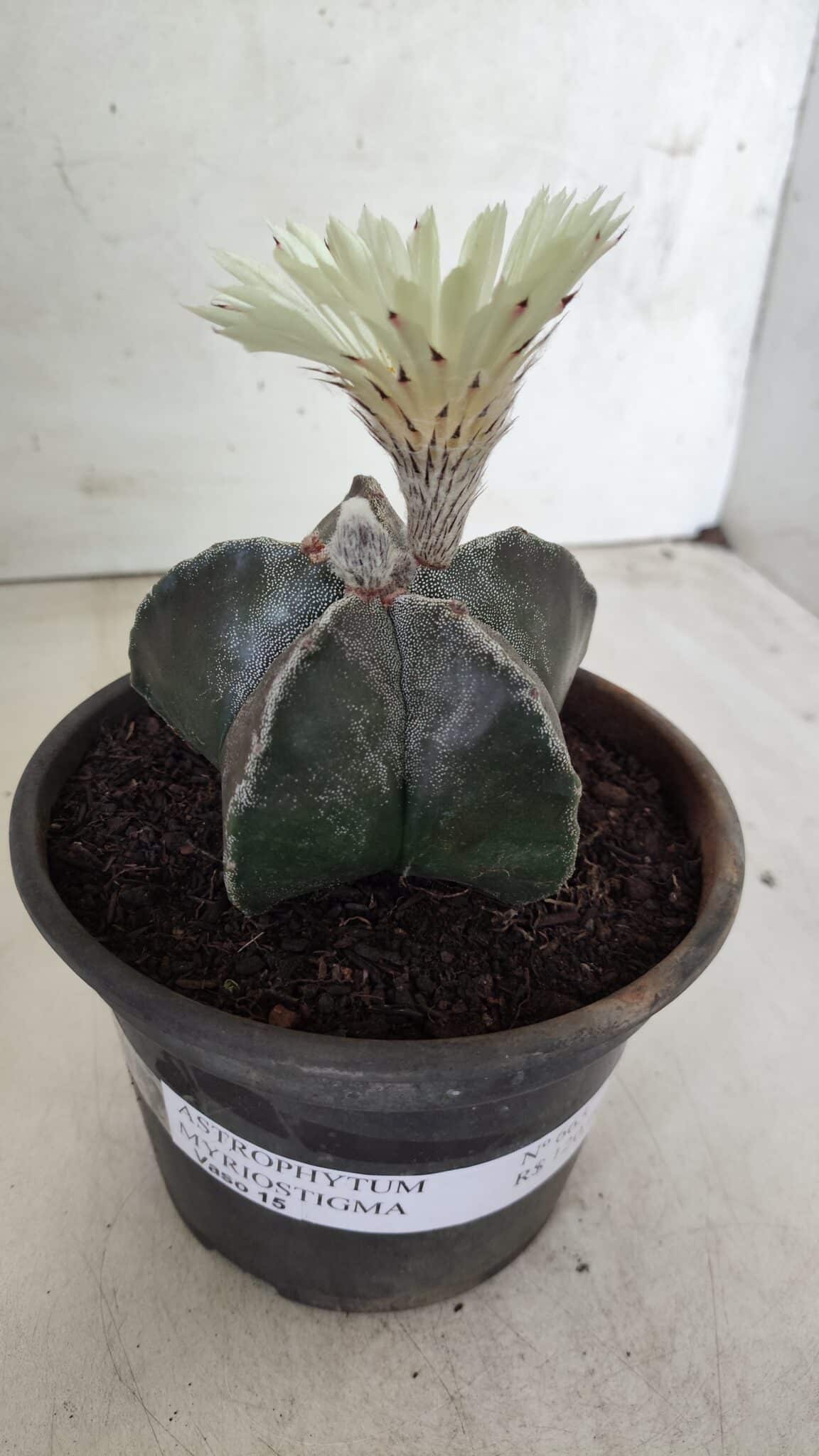 ASTROPHYTUM MYRIOSTIGMA Nº 665 – vaso 15