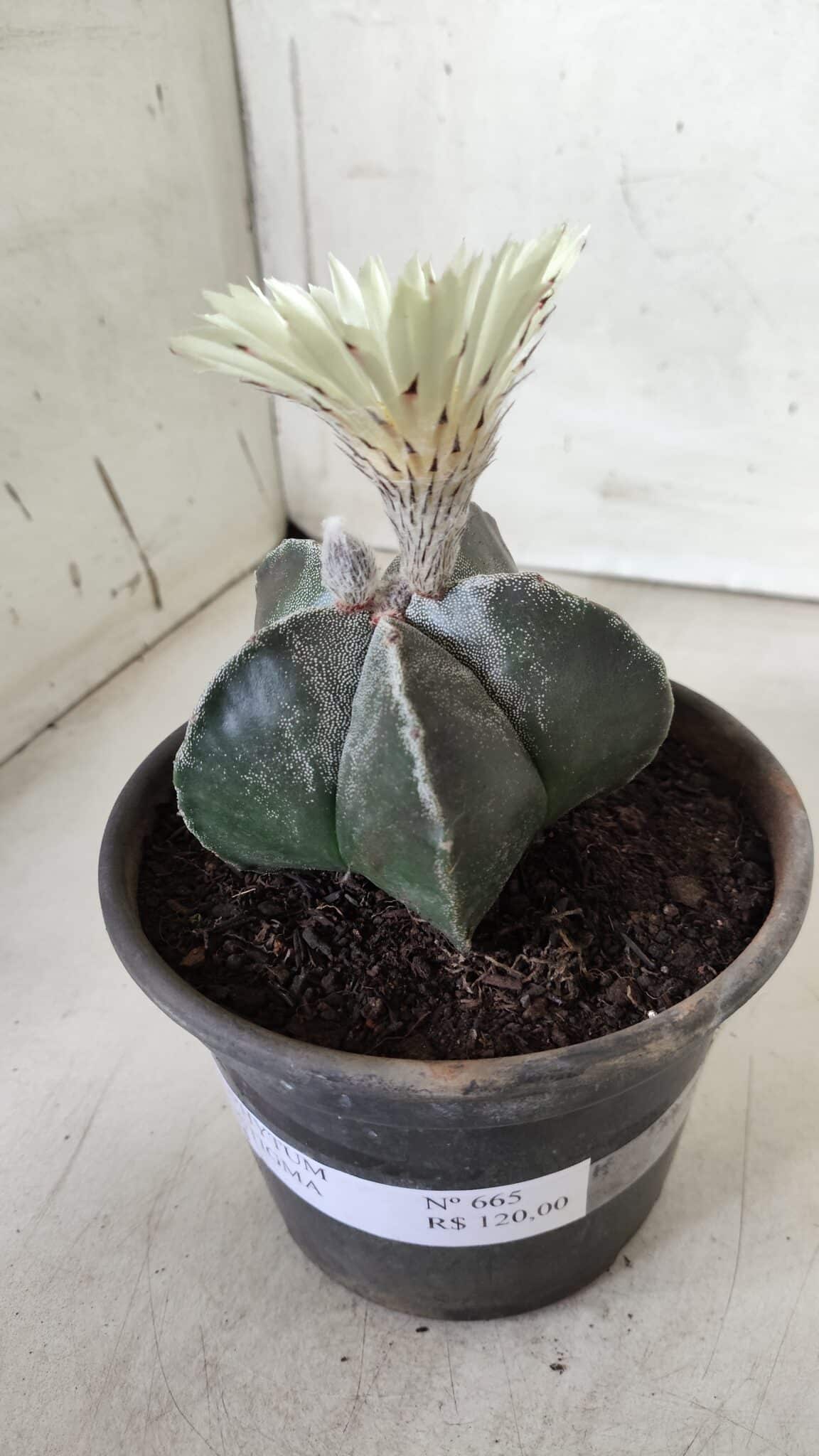 ASTROPHYTUM MYRIOSTIGMA Nº 665 – vaso 15