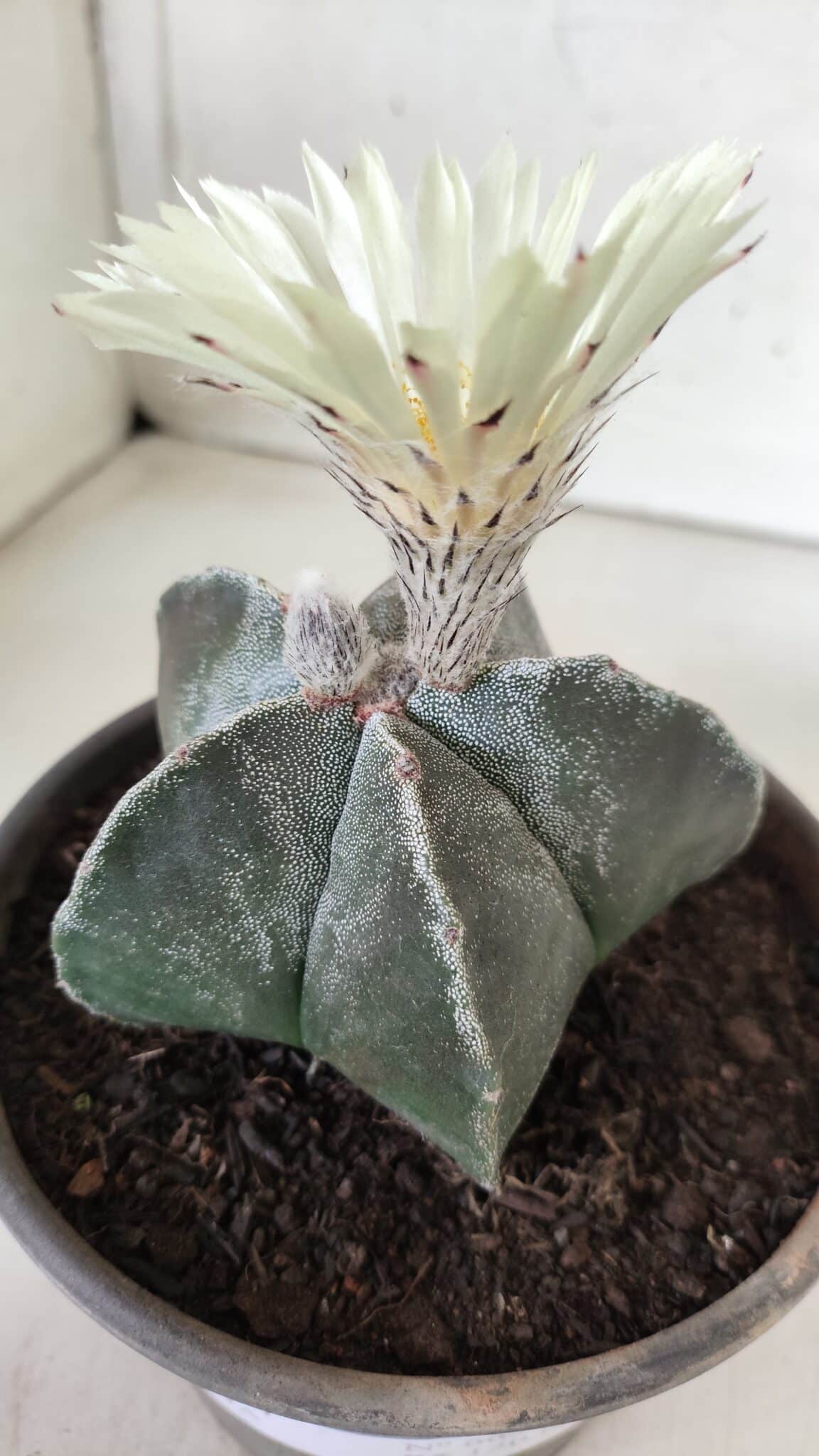ASTROPHYTUM MYRIOSTIGMA Nº 665 – vaso 15