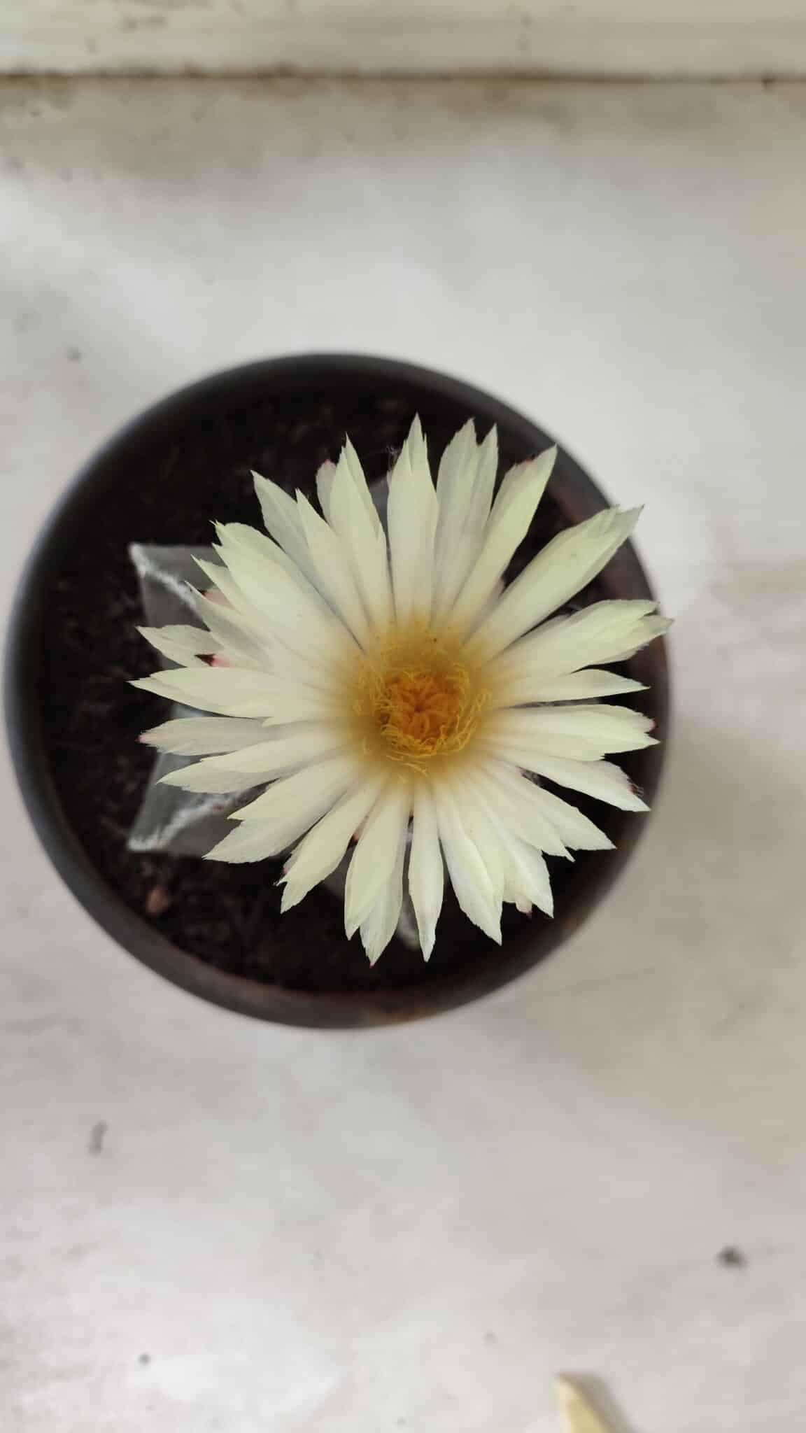 ASTROPHYTUM MYRIOSTIGMA Nº 665 – vaso 15