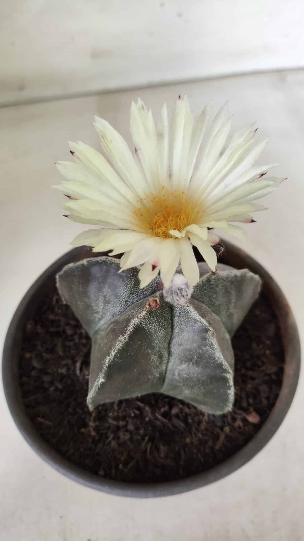 ASTROPHYTUM MYRIOSTIGMA Nº 665 – vaso 15
