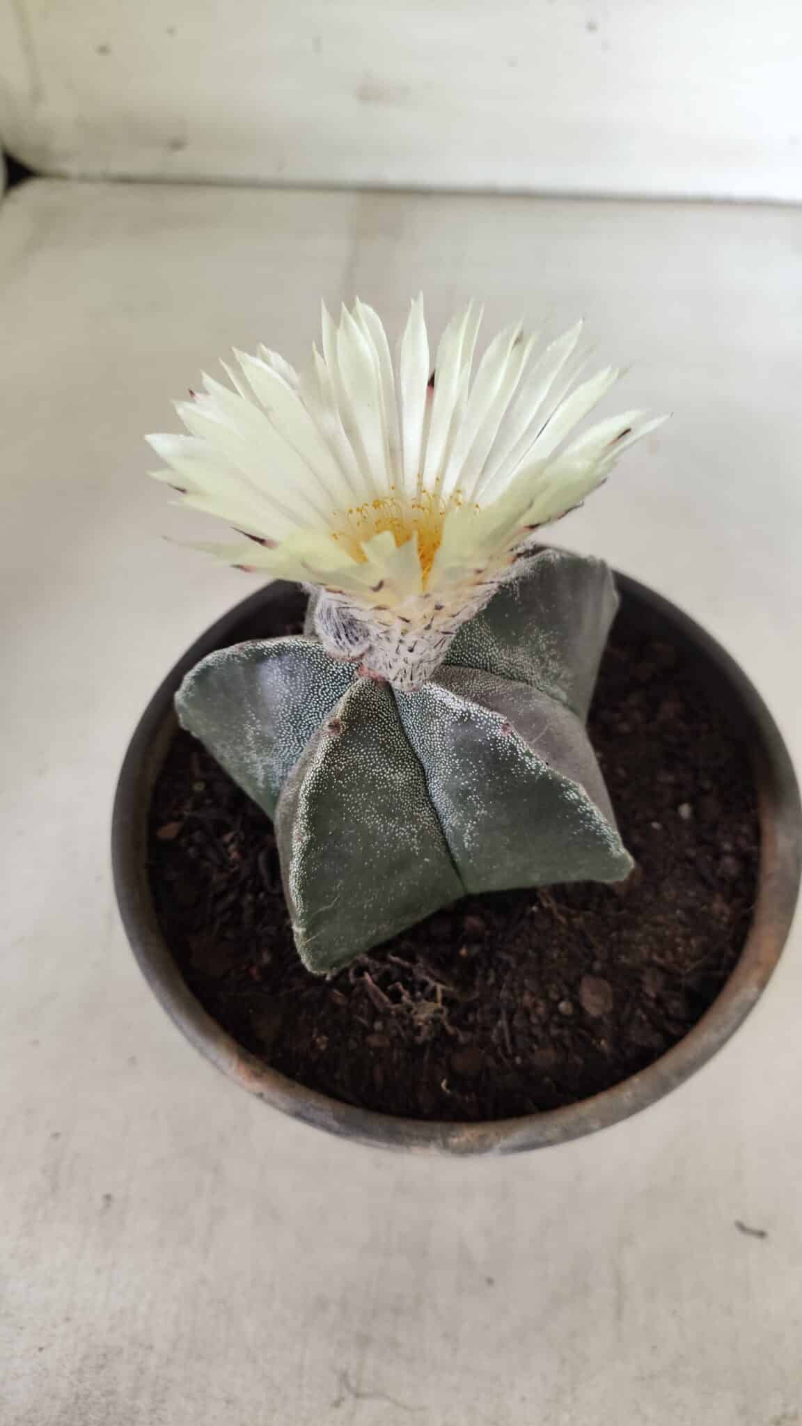 ASTROPHYTUM MYRIOSTIGMA Nº 665 – vaso 15