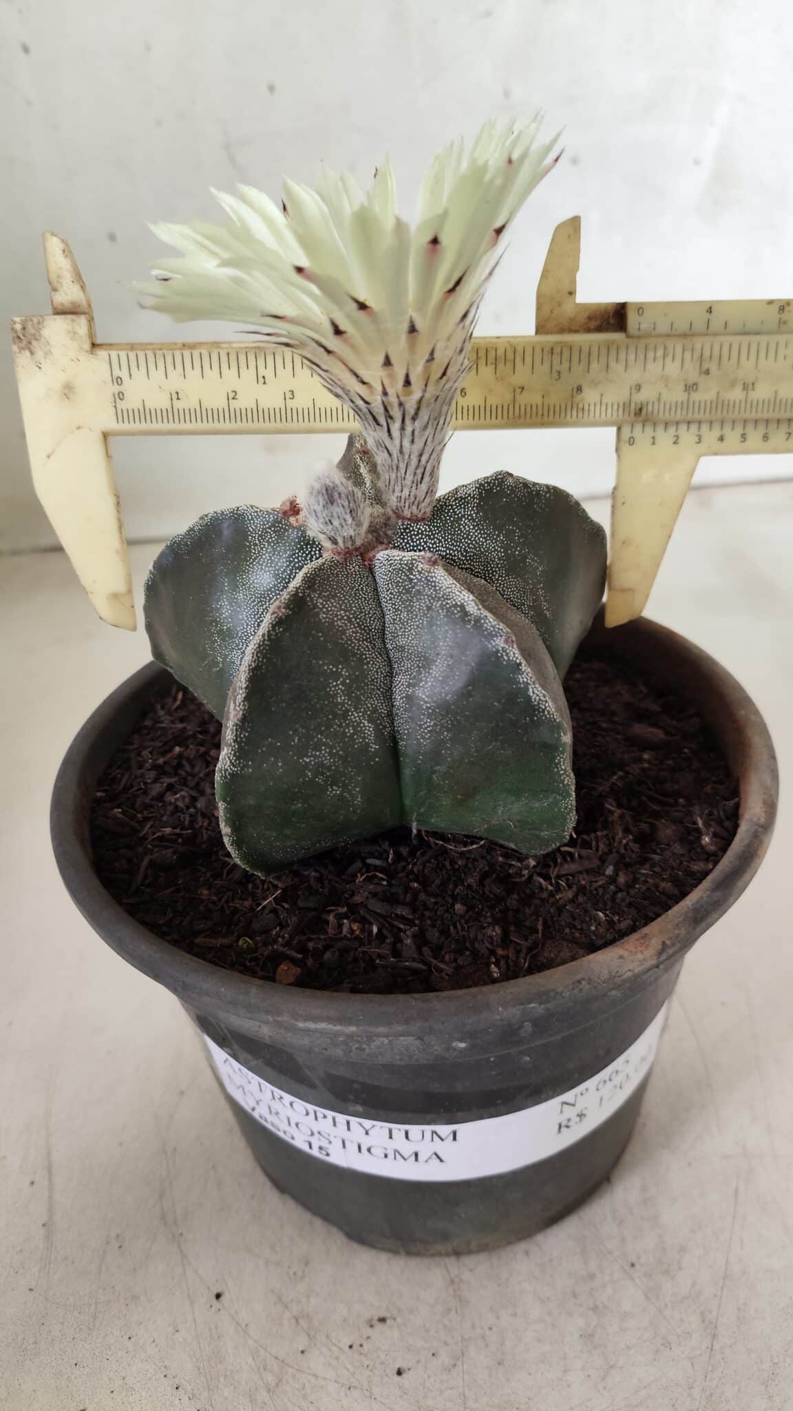 ASTROPHYTUM MYRIOSTIGMA Nº 665 – vaso 15