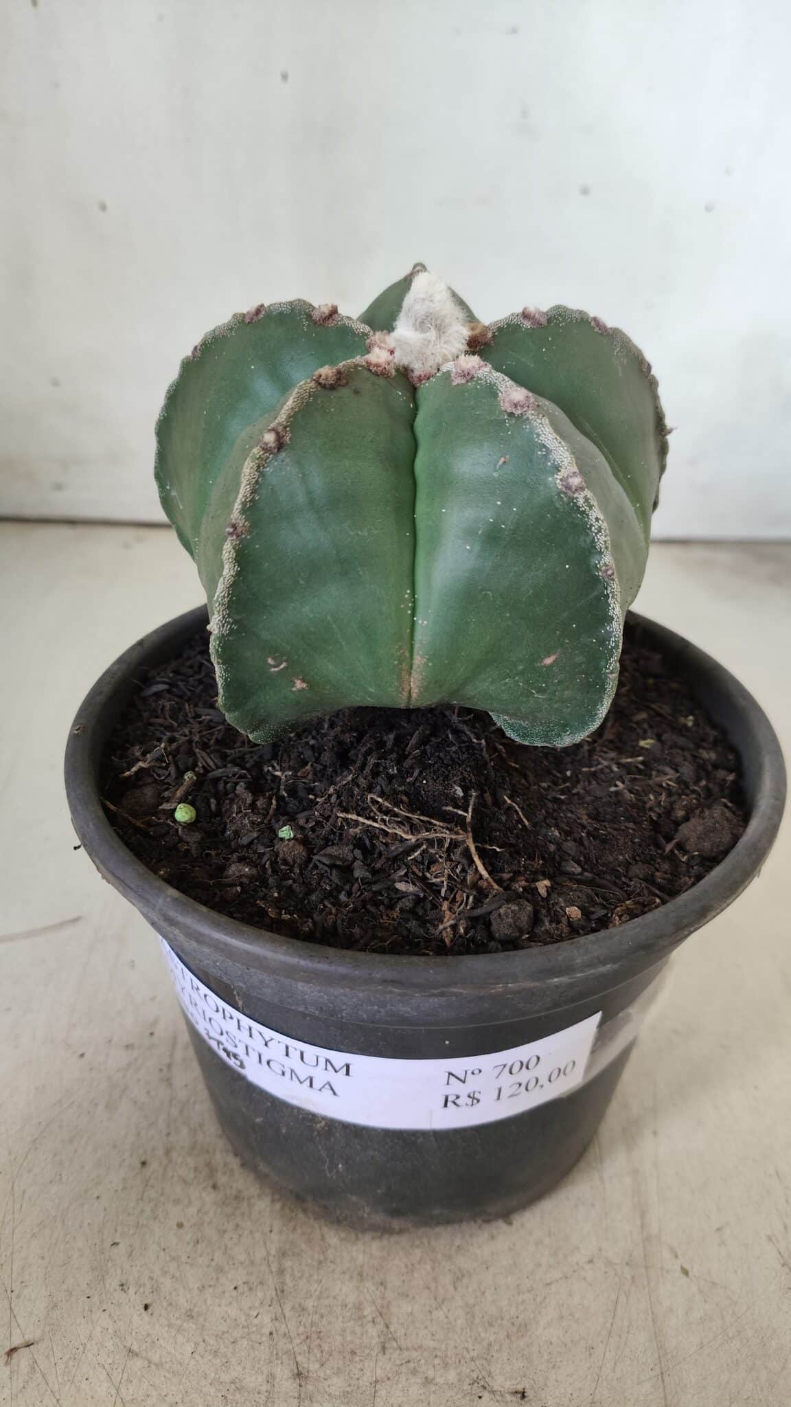ASTROPHYTUM MYRIOSTIGMA Nº 700 – vaso 15
