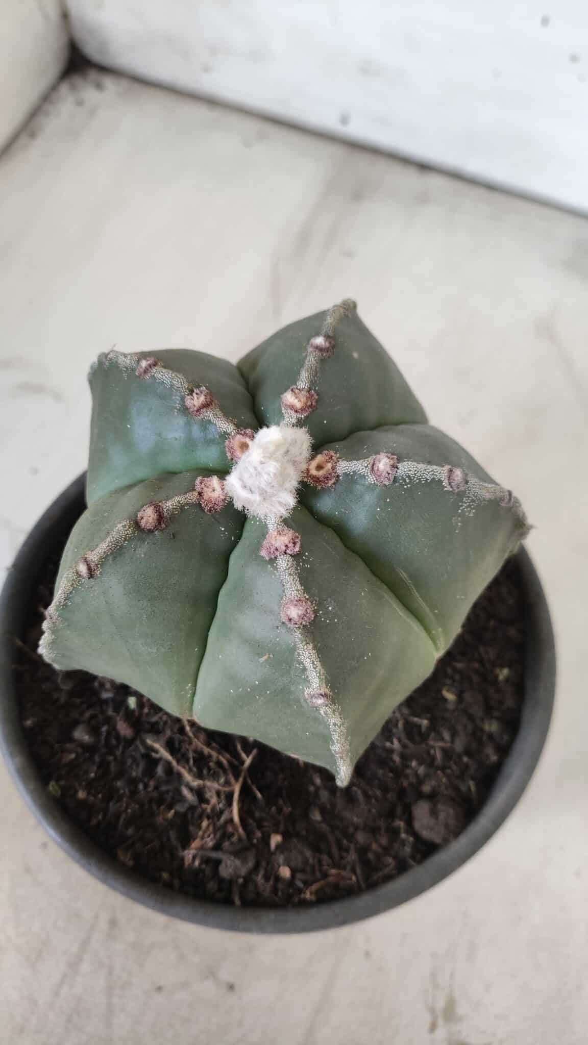 ASTROPHYTUM MYRIOSTIGMA Nº 700 – vaso 15