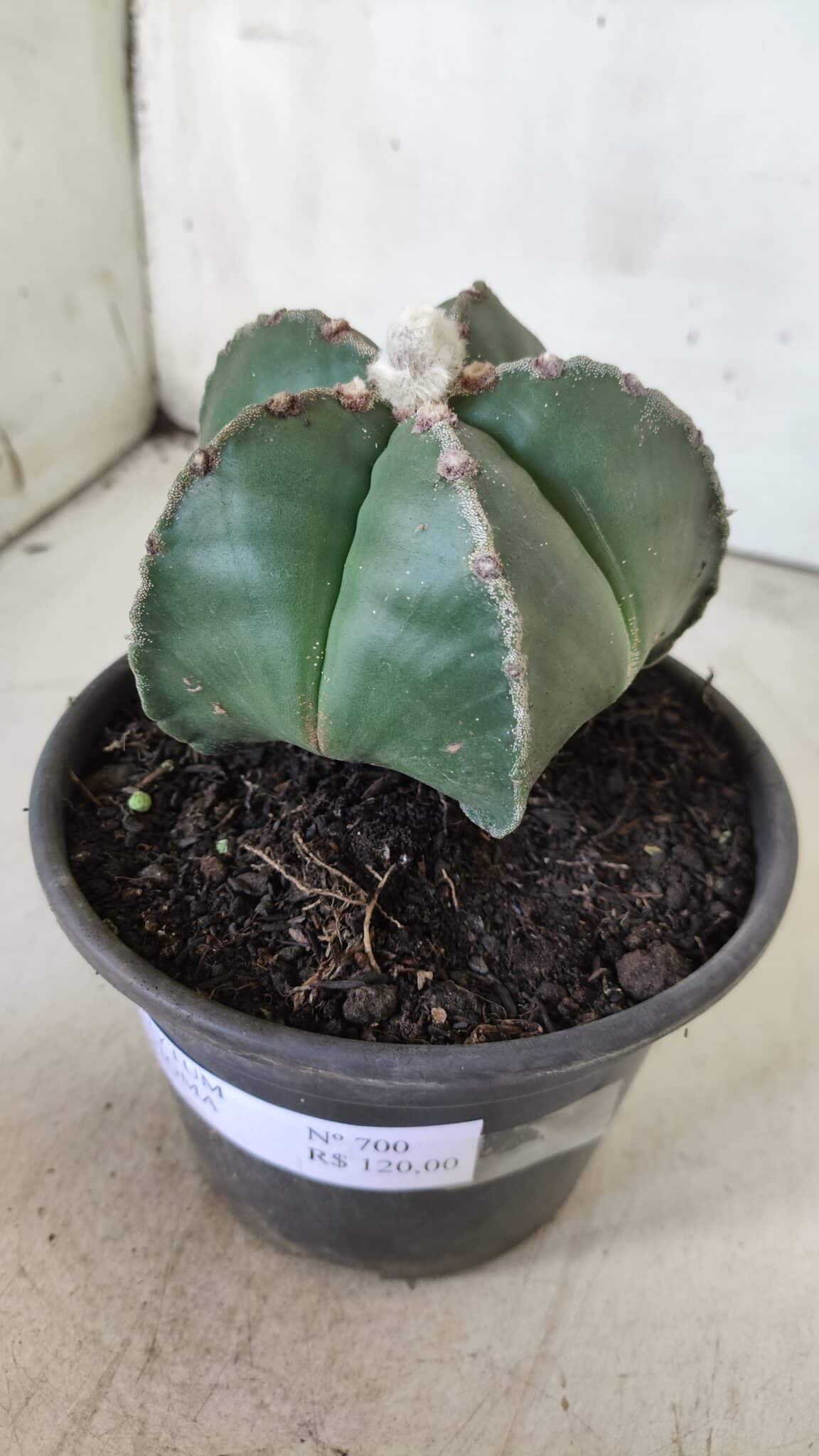 ASTROPHYTUM MYRIOSTIGMA Nº 700 – vaso 15