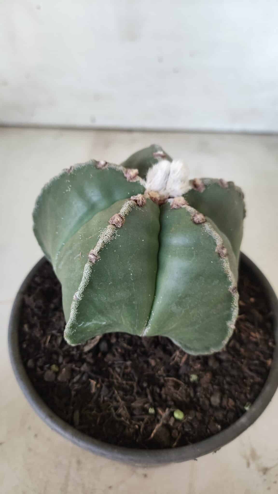 ASTROPHYTUM MYRIOSTIGMA Nº 700 – vaso 15