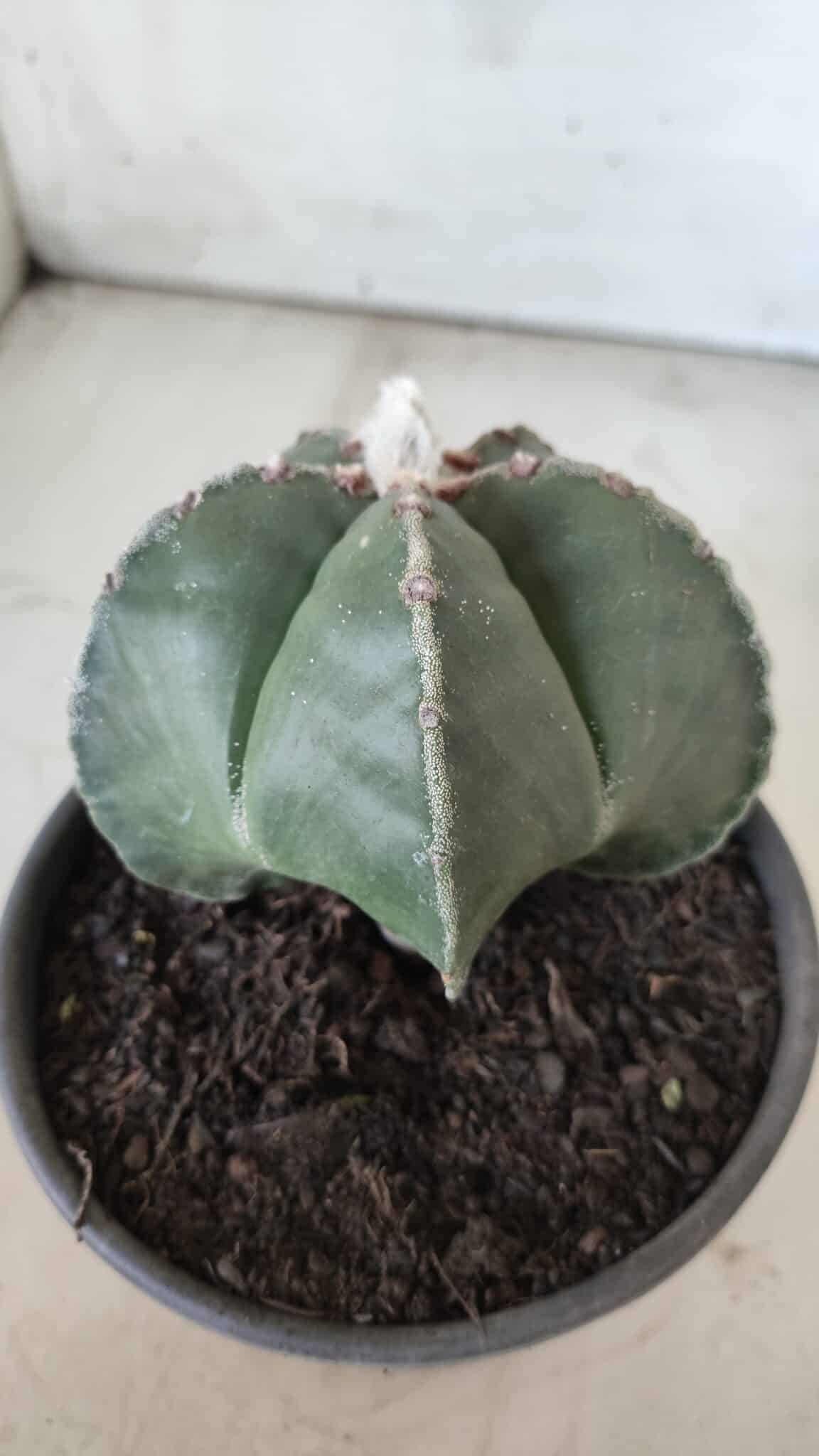 ASTROPHYTUM MYRIOSTIGMA Nº 700 – vaso 15