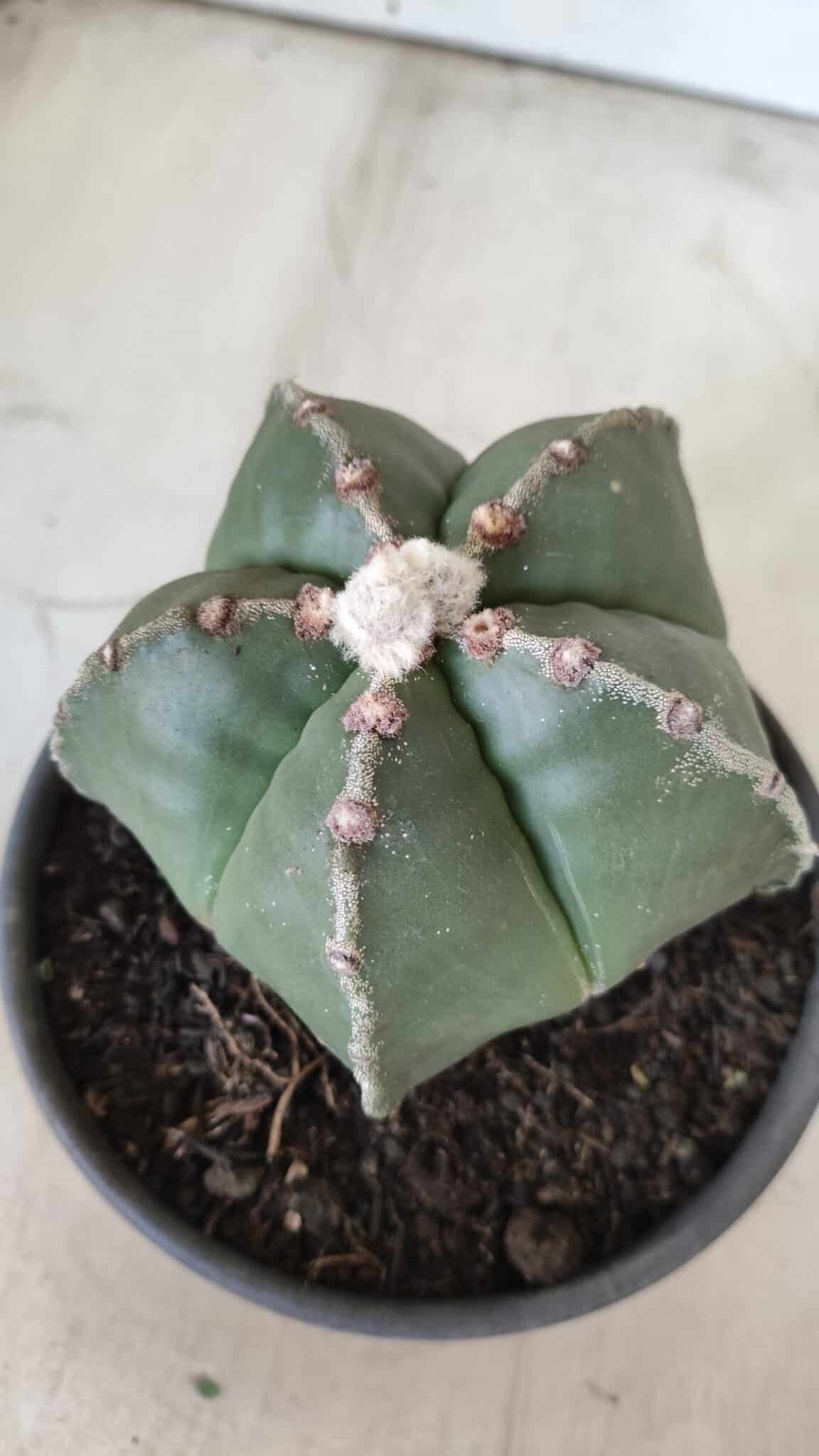 ASTROPHYTUM MYRIOSTIGMA Nº 700 – vaso 15