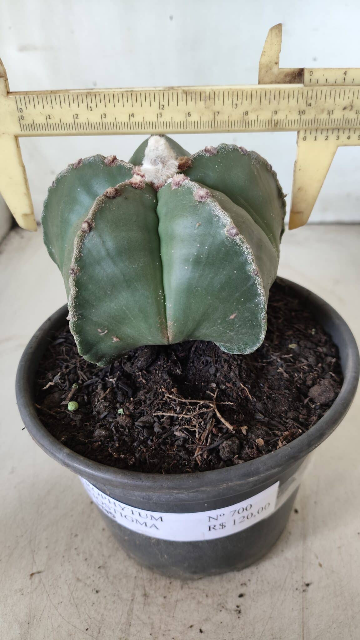 ASTROPHYTUM MYRIOSTIGMA Nº 700 – vaso 15